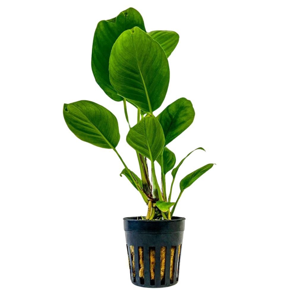 Aquaone Wasserpflanze Aquarium Pflanze Anubias heterophylla Topf Nr.302 günstig online kaufen