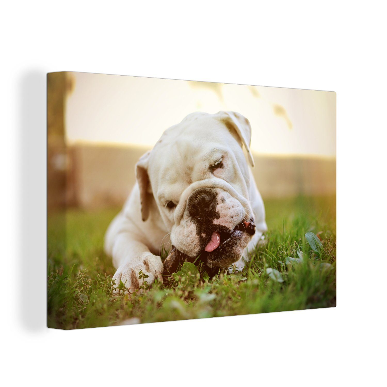 OneMillionCanvasses® Leinwandbild Englisch - Bulldogge - Leinwandbilder, Wandbild Aufhängefertig, St), Garten, 30x20 cm (1 Wanddeko