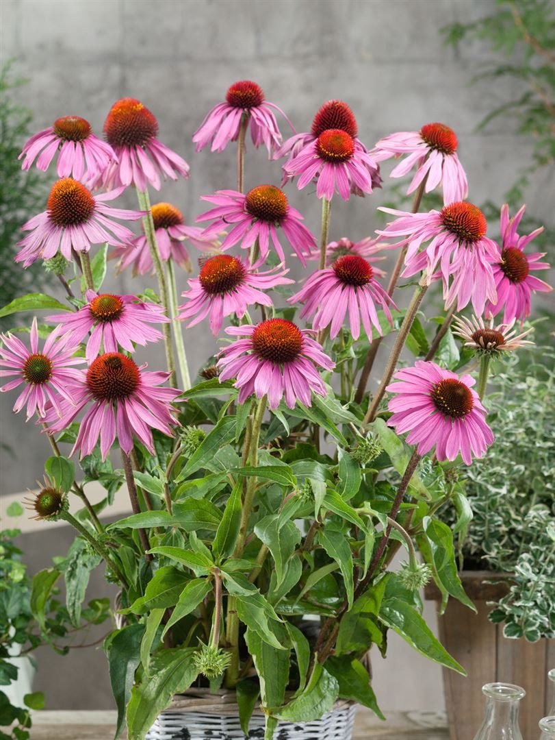 Pflanzen für Dich Staude Echinacea purp. Leuchtstern, 1 St., Roter Sonnenhut, Purpur-Sonnenhut