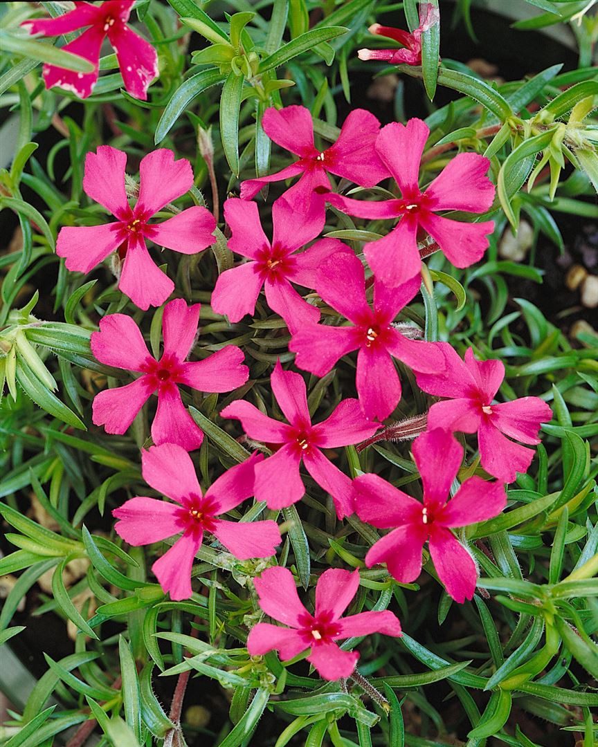 Pflanzen für Dich Bodendecker Phlox subulata Scarlet Flame, 1 St., Polster-Phlox, Teppich-Phlox, Moos-Phlox, karminrot, teppichbildend
