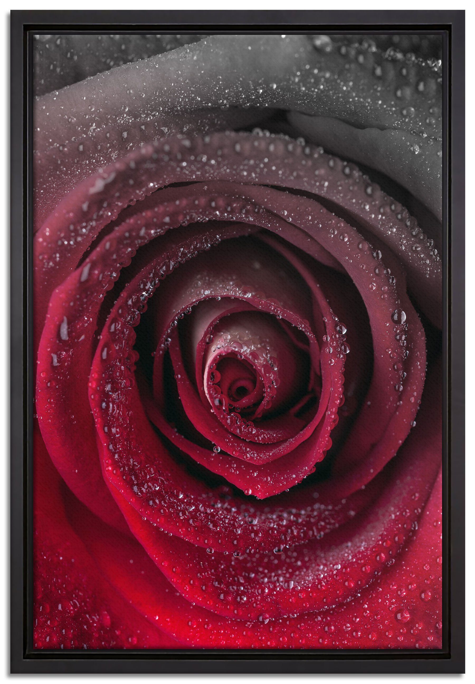 Pixxprint Leinwandbild Rote zarte Rosenblüte, Wanddekoration (1 St), Leinwandbild fertig bespannt, in einem Schattenfugen-Bilderrahmen gefasst, inkl. Zackenaufhänger