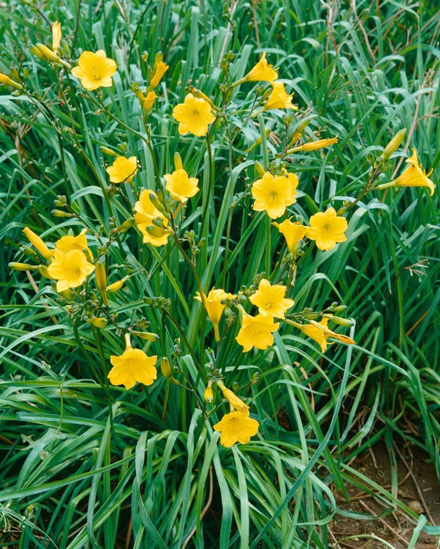 Pflanzen für Dich Staude Hemerocallis cult. Bitsy, 1 St., Taglilie