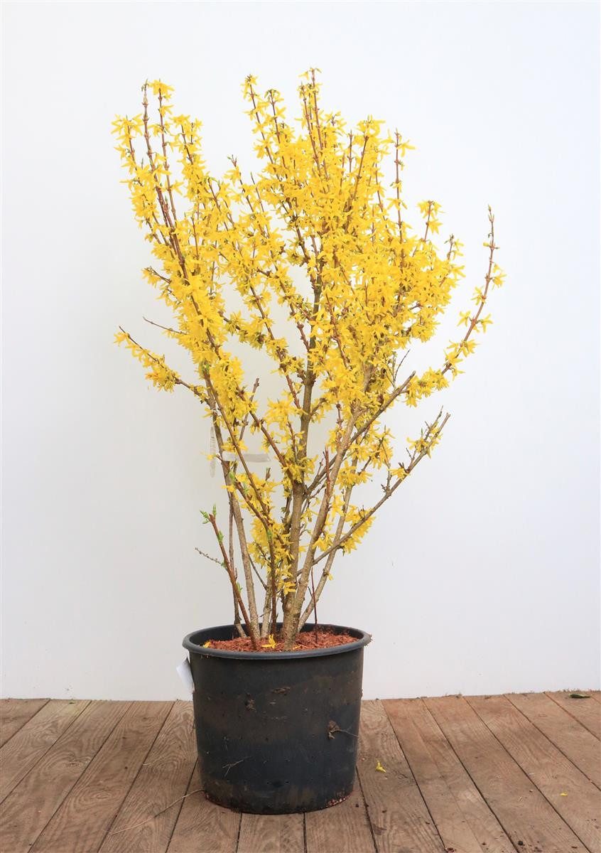Gehölze Forsythia intermedia Spectabilis