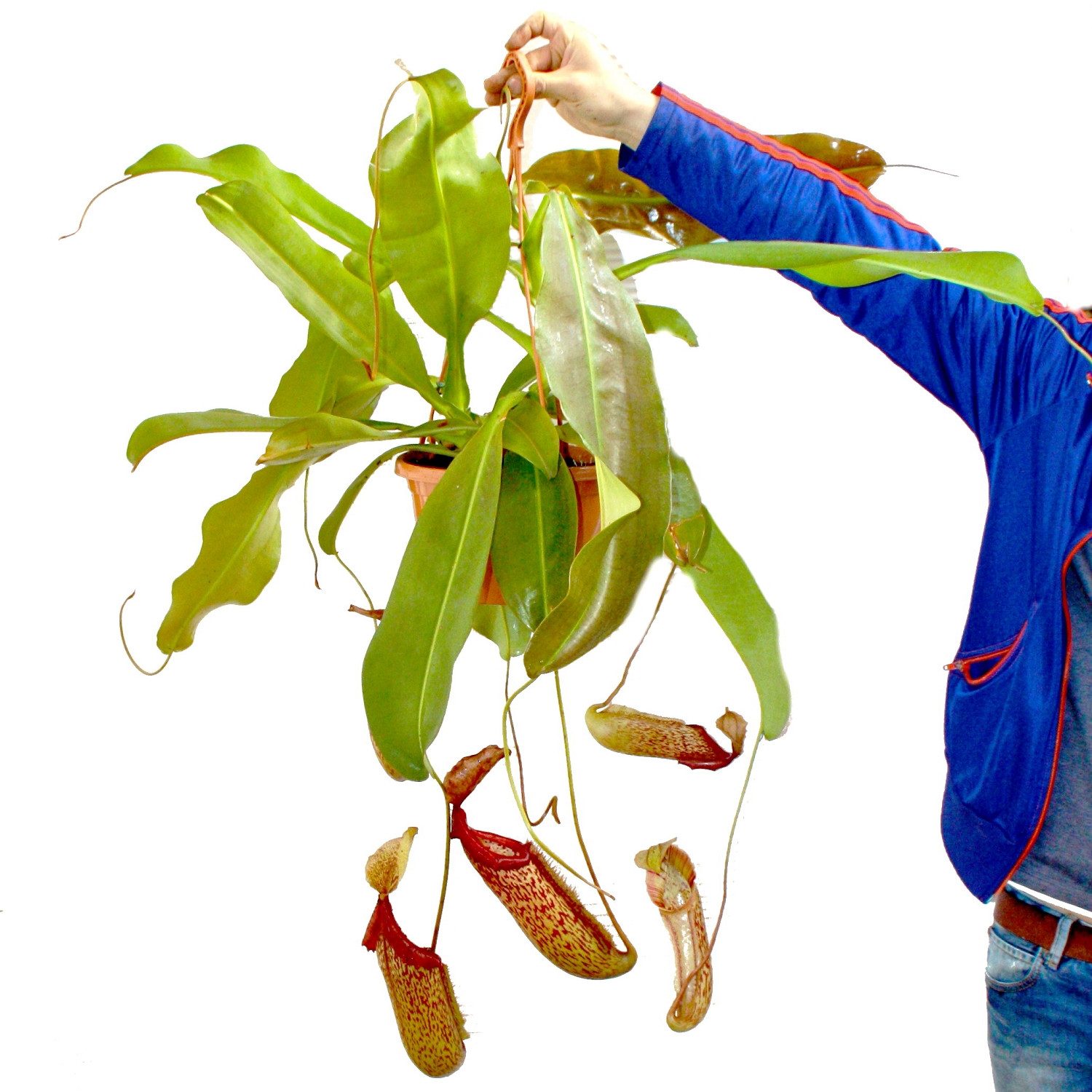Exotenherz Zimmerpflanze Nepenthes maxima - Riesen-Kannenpflanze - Ampel