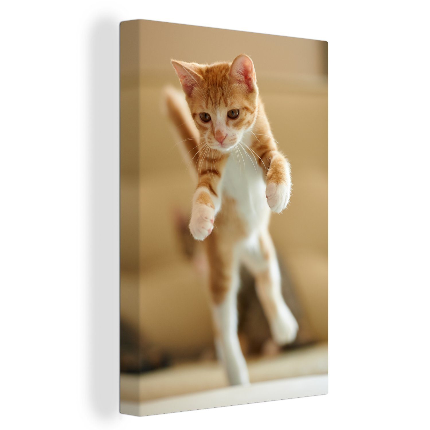 OneMillionCanvasses® Leinwandbild inkl. springenden bespannt eines Eine Zackenaufhänger, (1 St), 20x30 cm Kätzchens, fertig Nahaufnahme Leinwandbild Gemälde,