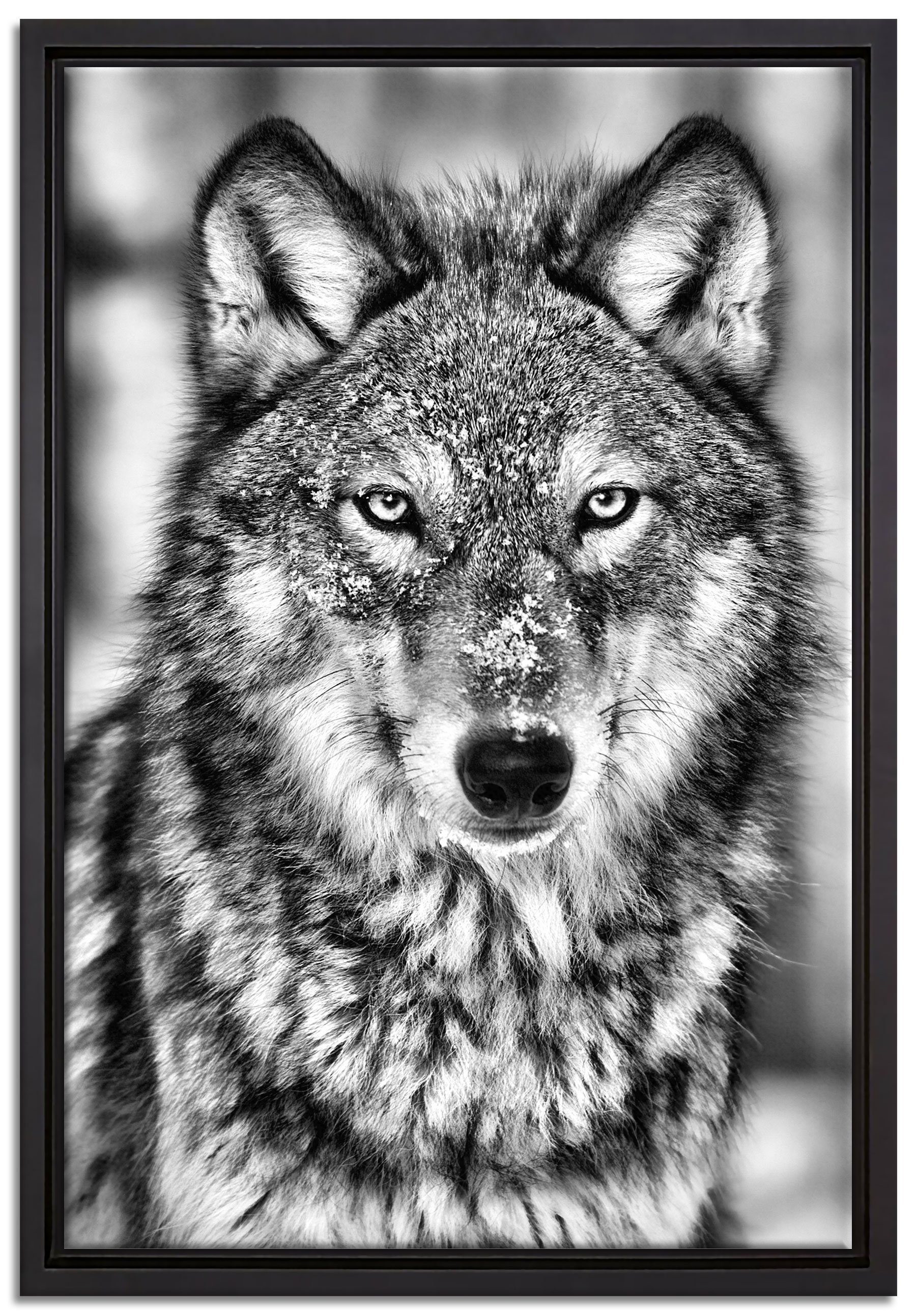 Pixxprint Leinwandbild Wachsamer Wolf, Wanddekoration (1 St), Leinwandbild fertig bespannt, in einem Schattenfugen-Bilderrahmen gefasst, inkl. Zackenaufhänger