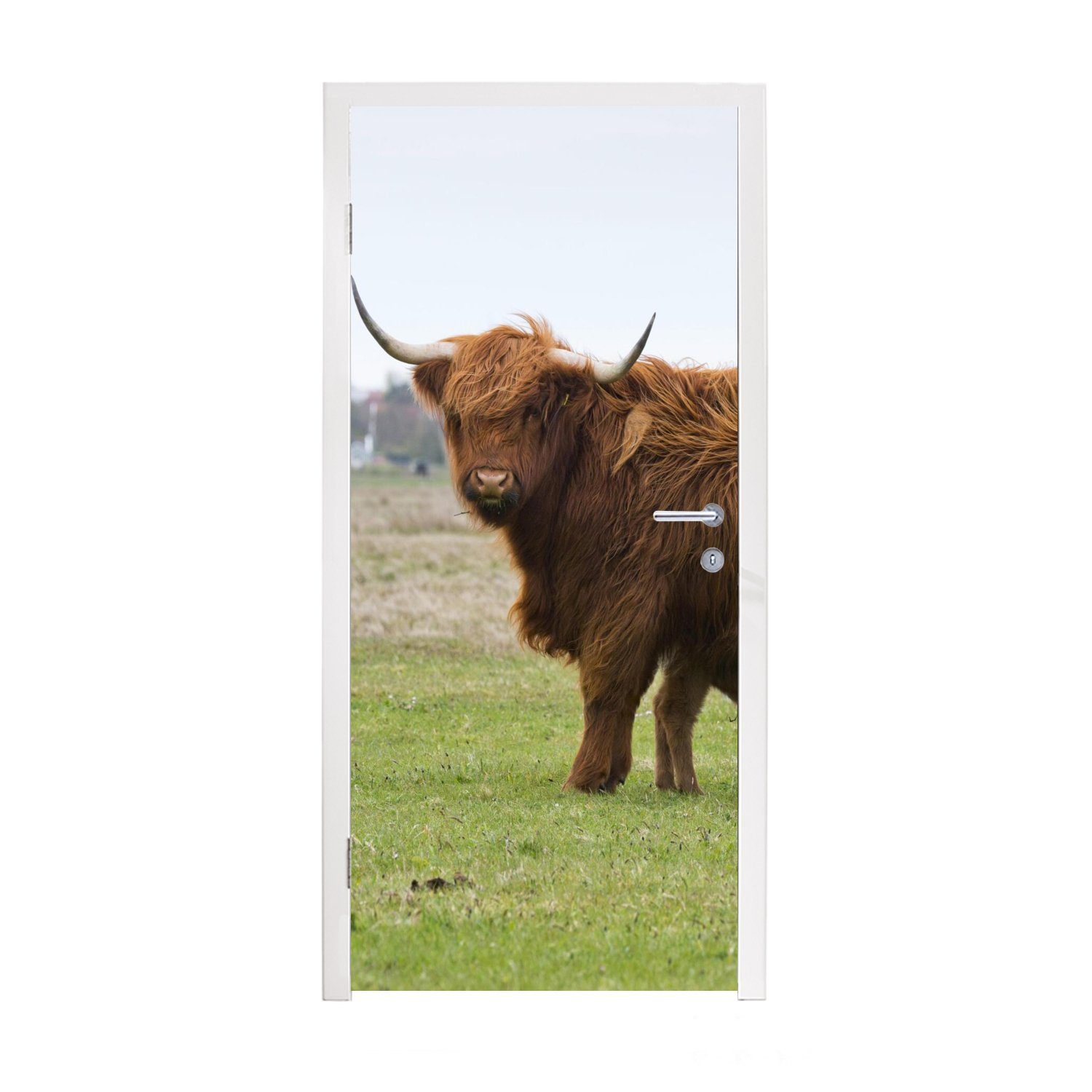 MuchoWow Türtapete Schottischer Highlander - Kuh - Gras, Matt, bedruckt, (1 St), Fototapete für Tür, Türaufkleber, 75x205 cm