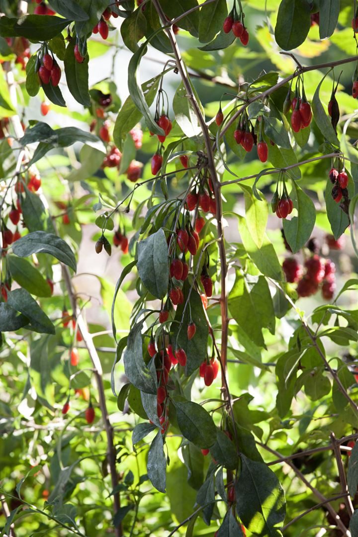Pflanzen für Dich Obstpflanze Lycium barb. No.1 Lifeberry, 1 St., Gemeiner Bocksdorn, Goji-Beere, Wolfsbeere, rote Beeren, vitaminreich