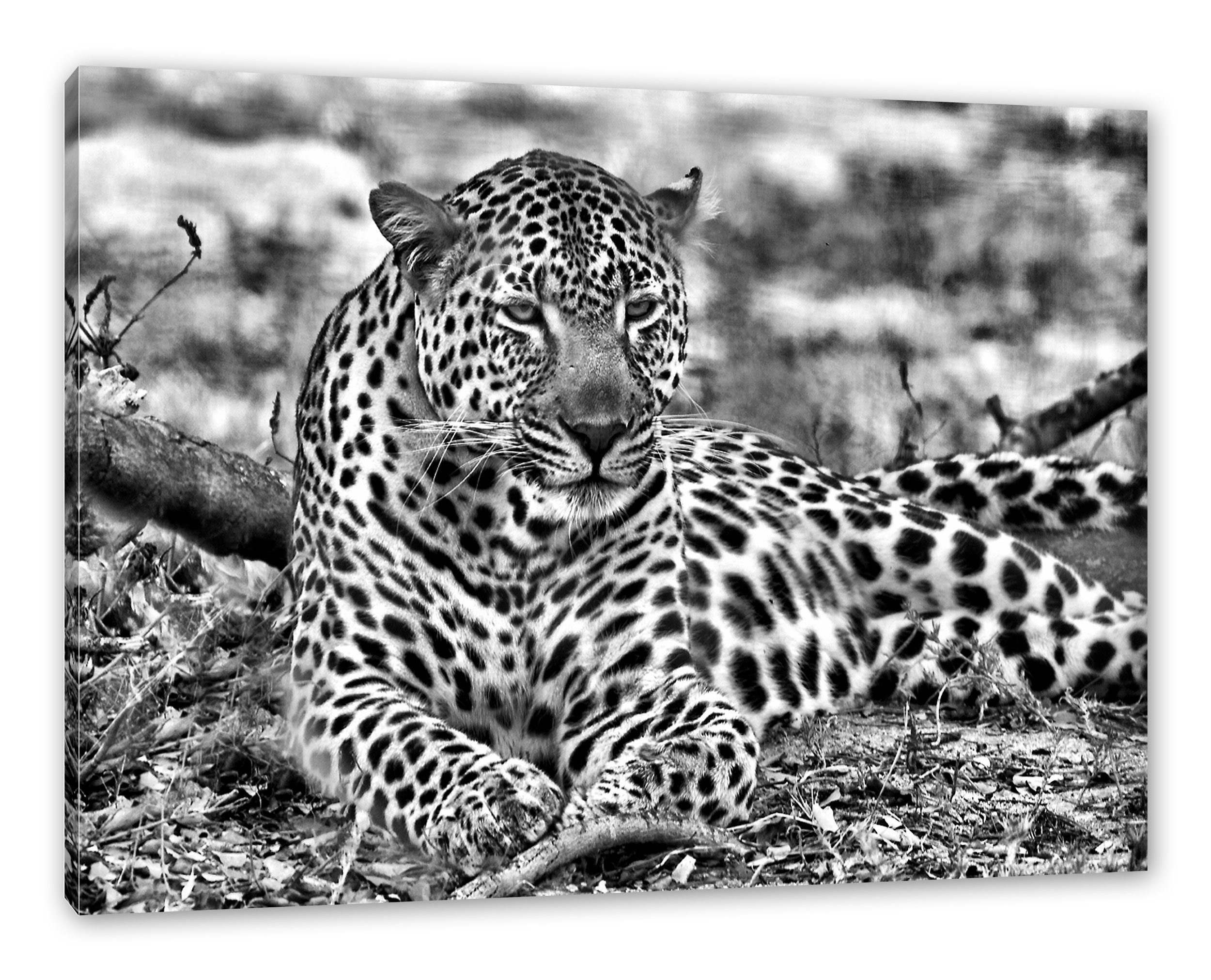 Pixxprint Leinwandbild liegender Leopard im Laub, liegender Leopard im Laub (1 St), Leinwandbild fertig bespannt, inkl. Zackenaufhänger
