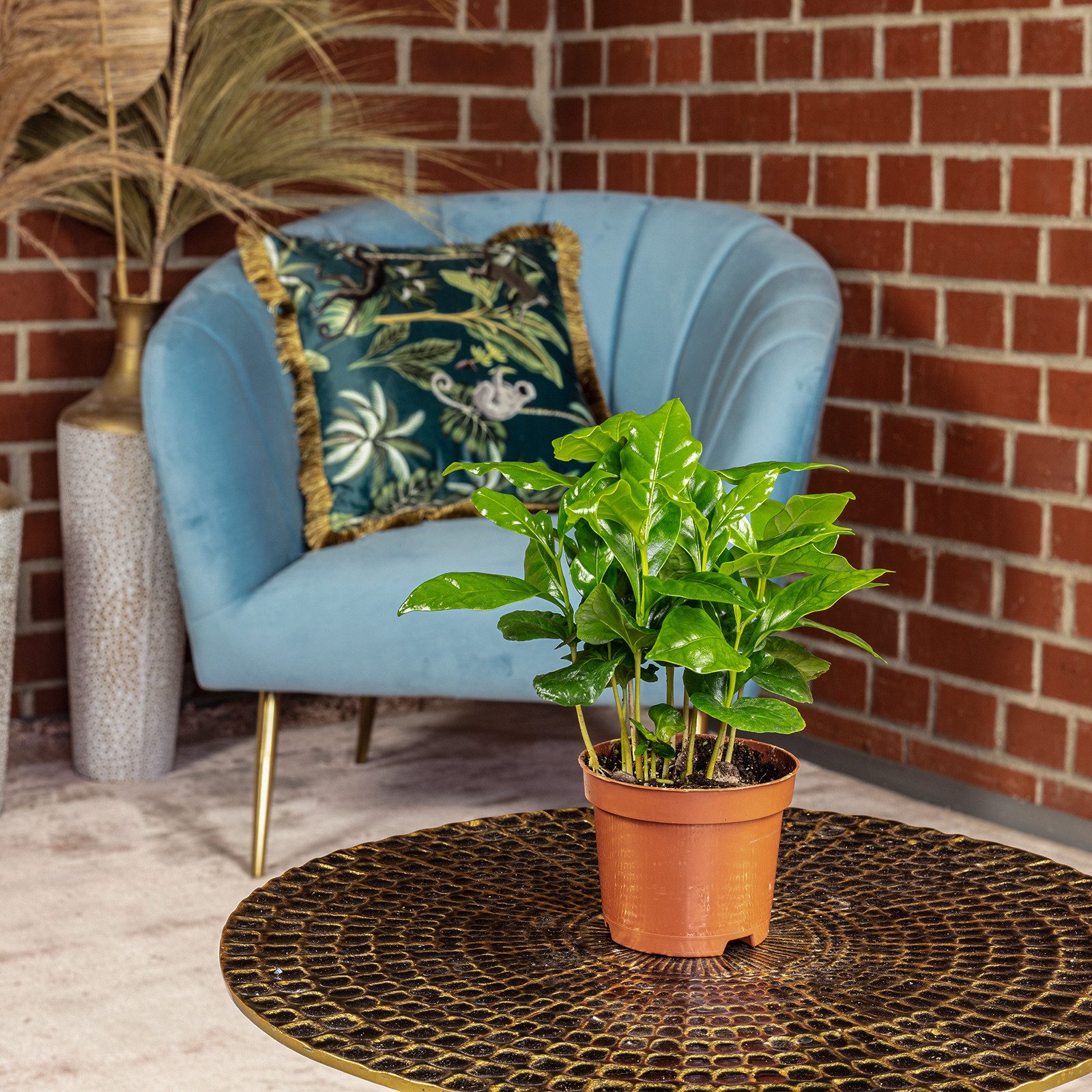 Flowerbox Zimmerpflanze Kaffeepflanze - Coffea Arabica, pflegeleicht - Höhe ca. 15-20 cm, Topf-Ø 9 cm