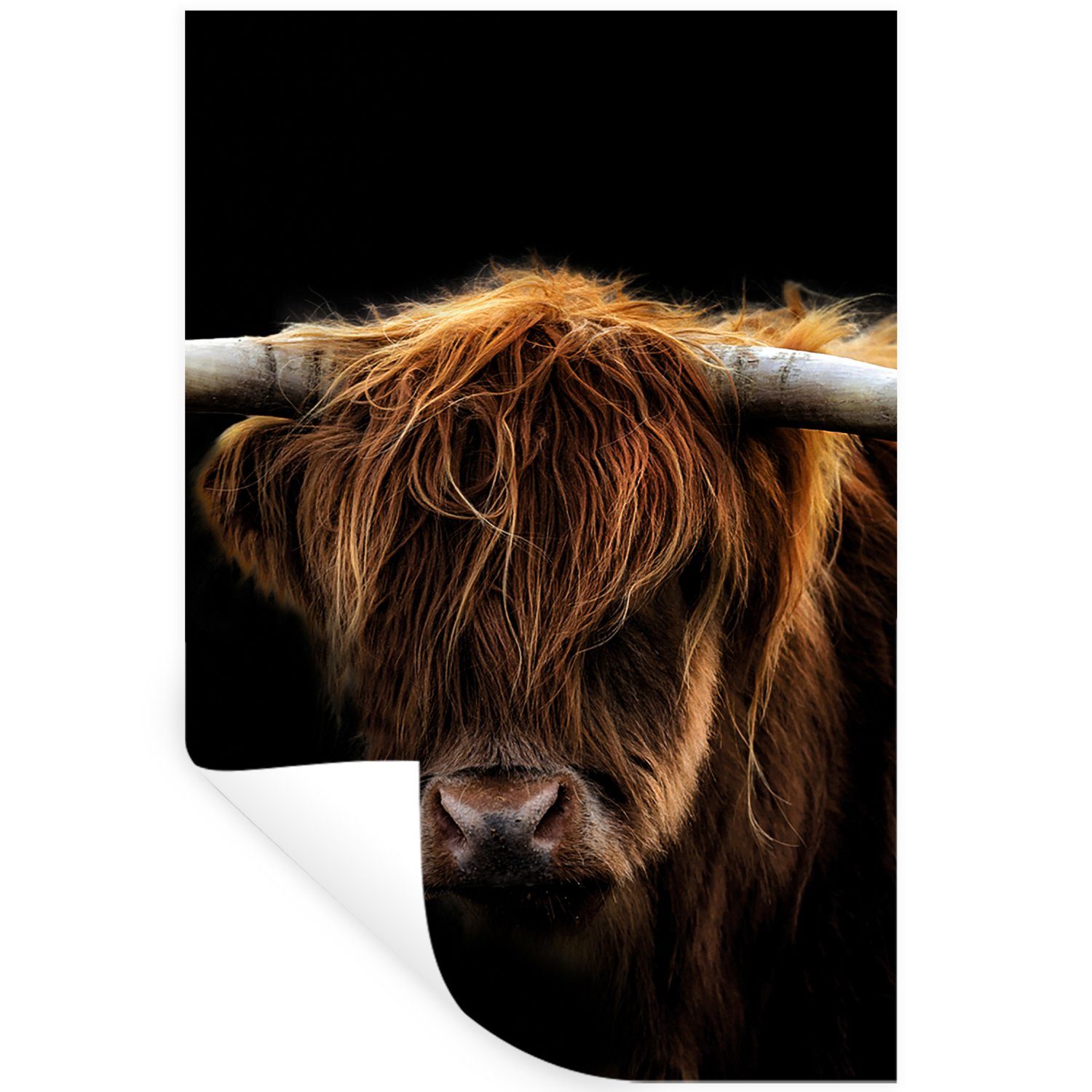 MuchoWow Wandsticker Schottischer Highlander - Hörner - Schwarz - Tiere - Natur - Wild - Ku (1 St), Wandaufkleber, Selbstklebend, Wohnzimmer, 20x30 cm