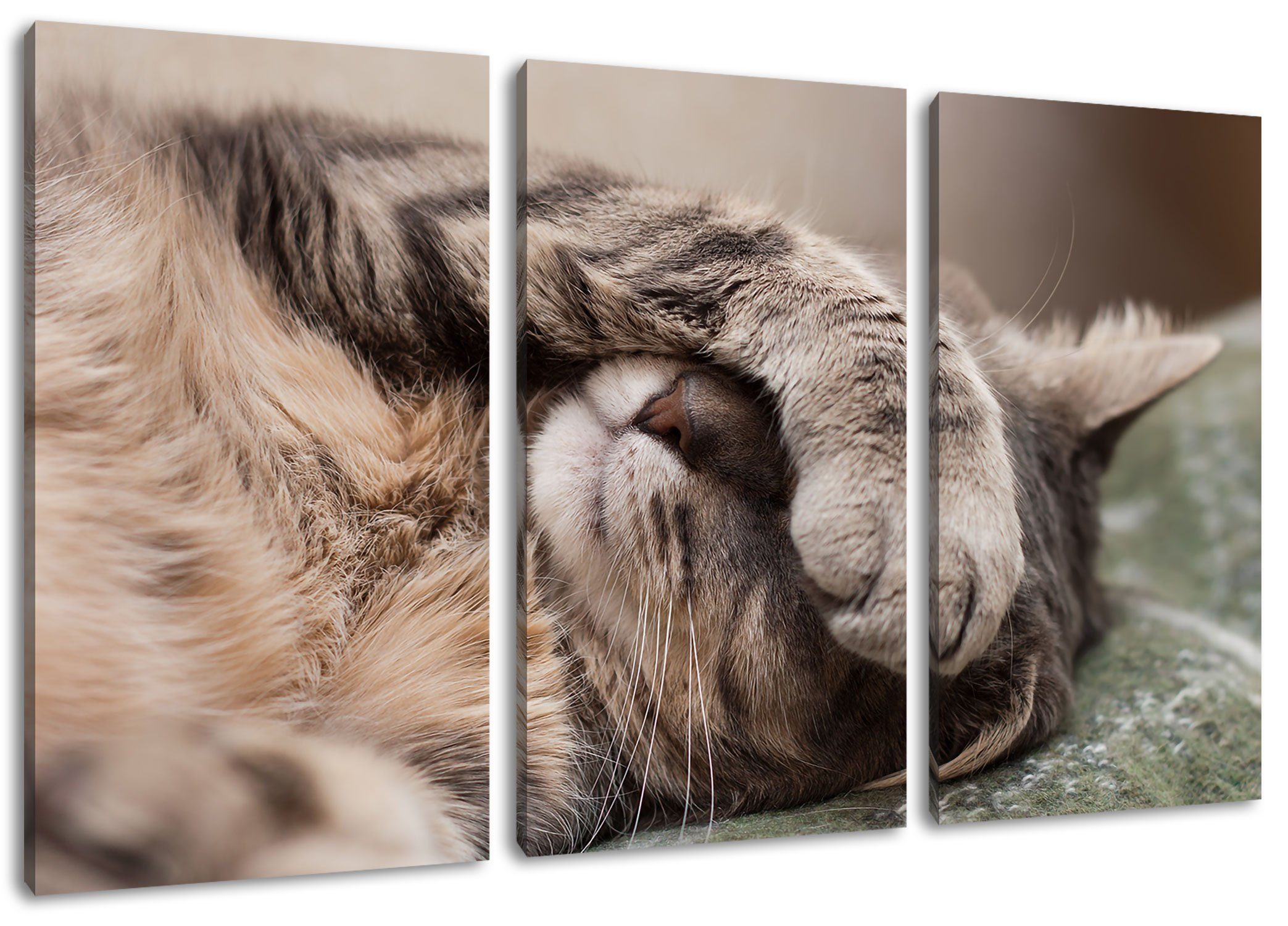 Pixxprint Leinwandbild Schüchterne niedliche Katze, Schüchterne niedliche Katze 3Teiler (120x80cm) (1 St), Leinwandbild fertig bespannt, inkl. Zackenaufhänger