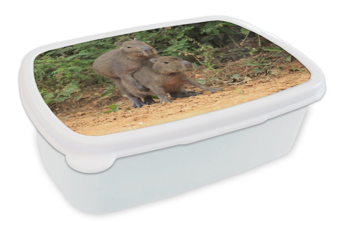 MuchoWow Lunchbox Zwei Capybara-Junge spielen miteinander, Kunststoff, (2-tlg), Brotbox für Kinder und Erwachsene, Brotdose, für Jungs und Mädchen weiß