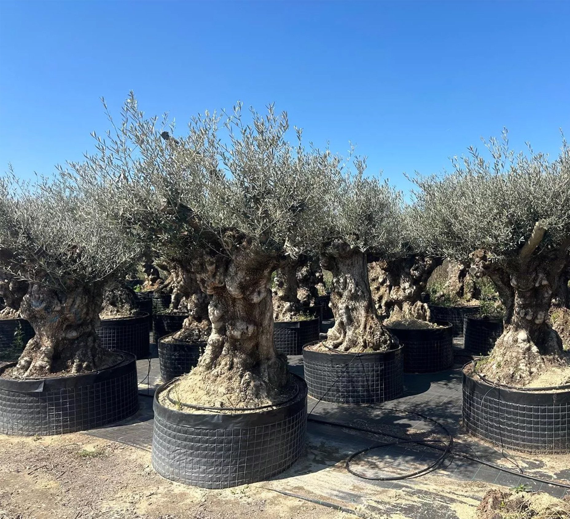Palms-Store Olivenbaum ca.: 500 Jahre Alter schöner knorriger Stamm Olea Europaea, Knorriger Stamm, Immergrün & Extrem langlebig