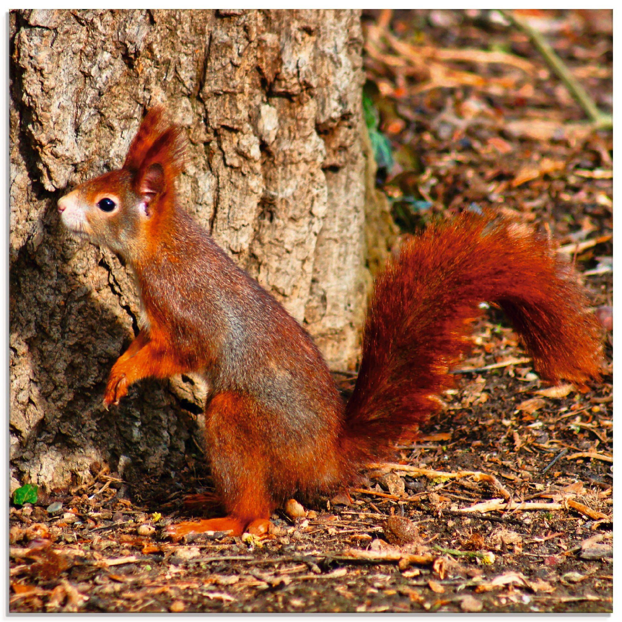 Artland Glasbild Rotes Eichhörnchen will hoch hinaus, Wildtiere (1 St), in verschiedenen Größen