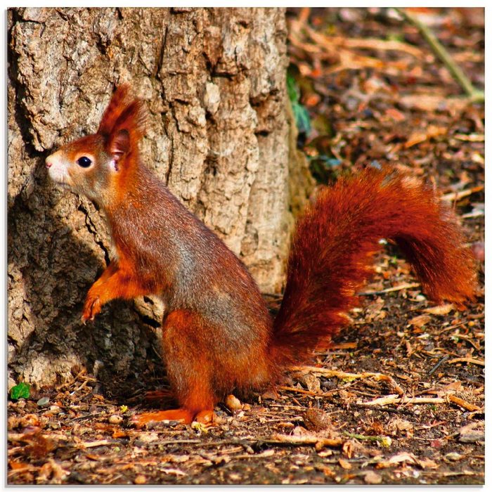 Artland Glasbild Rotes Eichhörnchen will hoch hinaus Wildtiere (1 St) in verschiedenen Größen