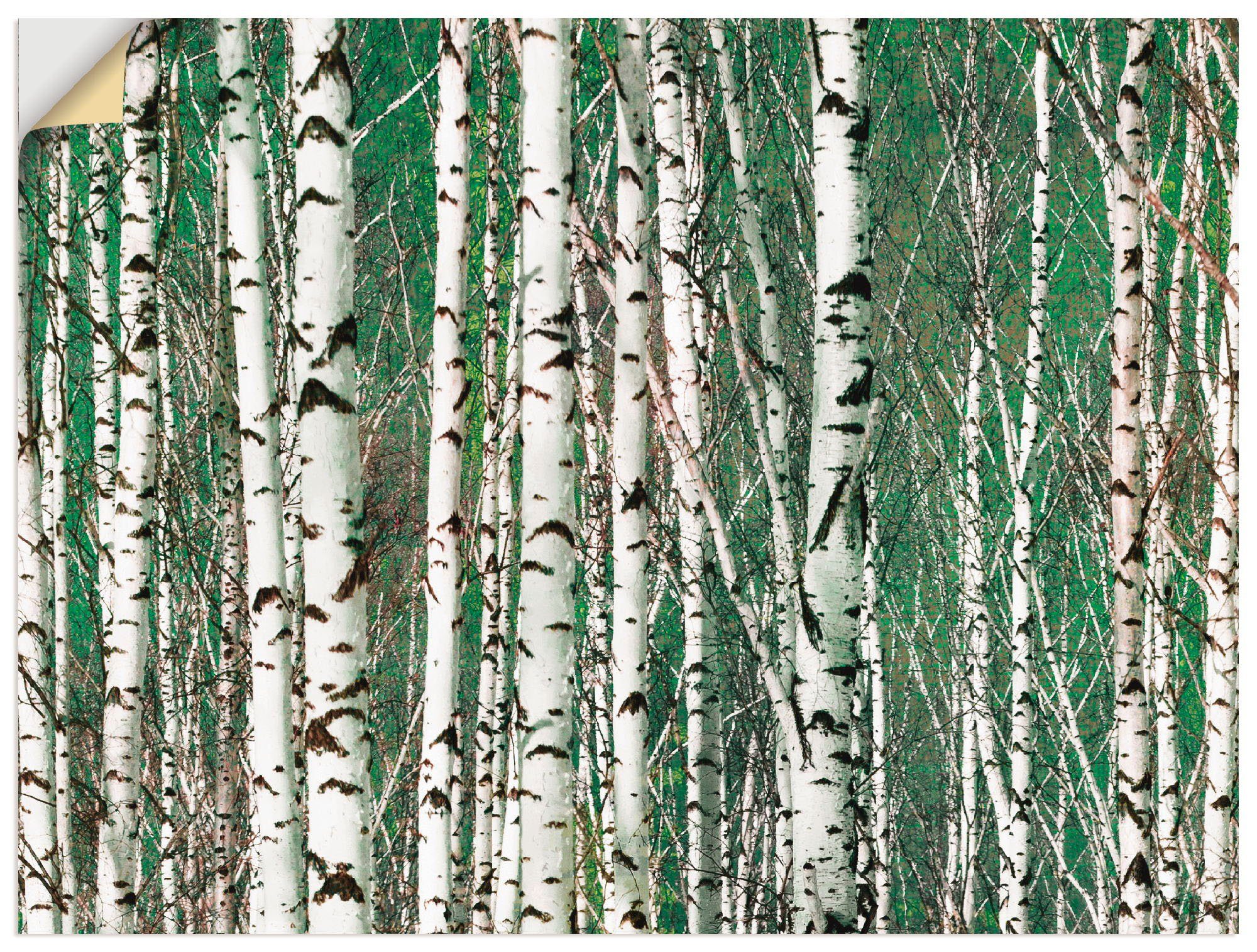 Artland Wandbild Birkenwald - Bäume, Bäume (1 St), als Alubild, Leinwandbild, Wandaufkleber oder Poster in versch. Größen