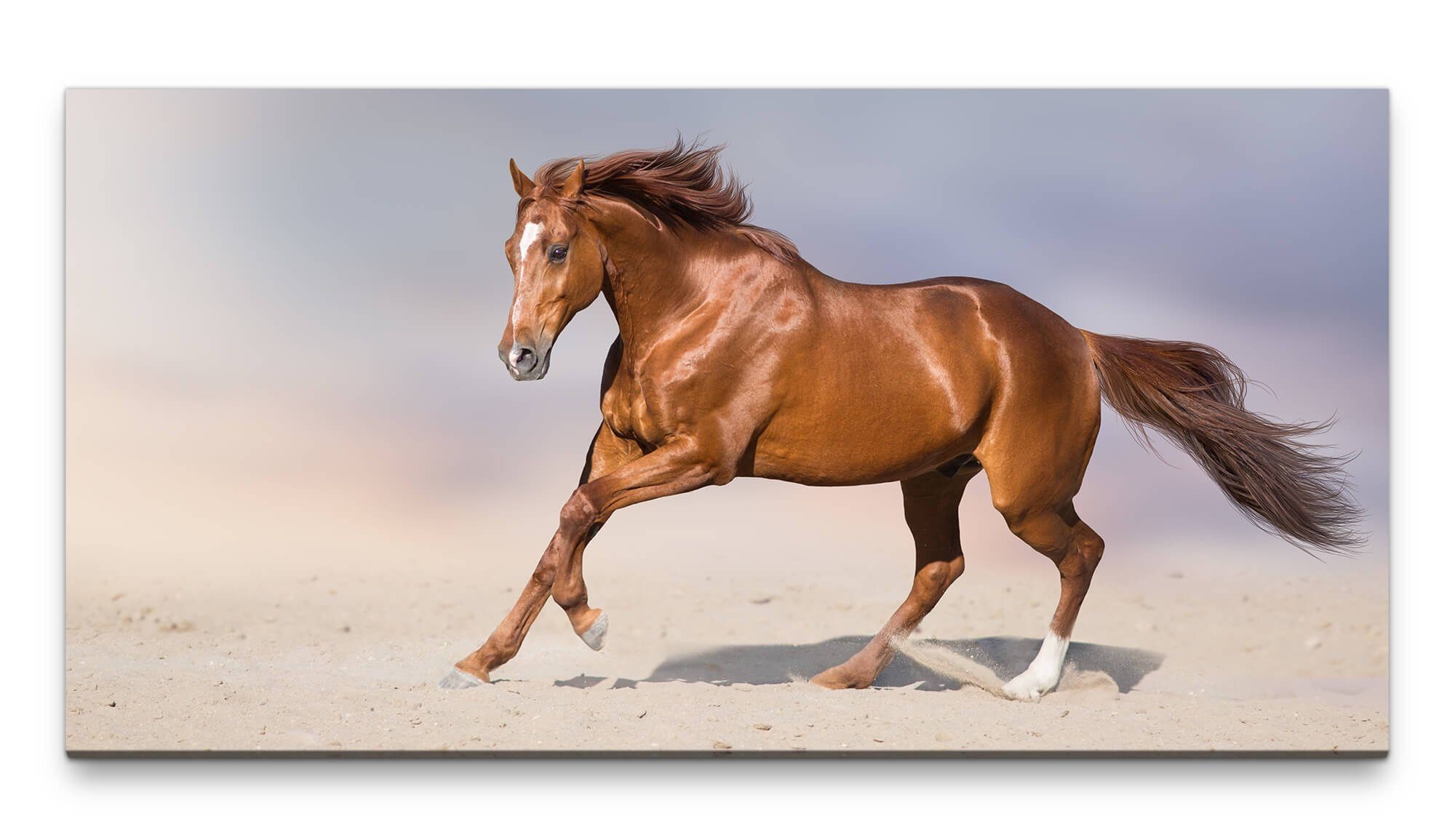 Leinwandbild Bilder XXL Braunes Pferd 50x100cm Wandbild auf Leinwand
