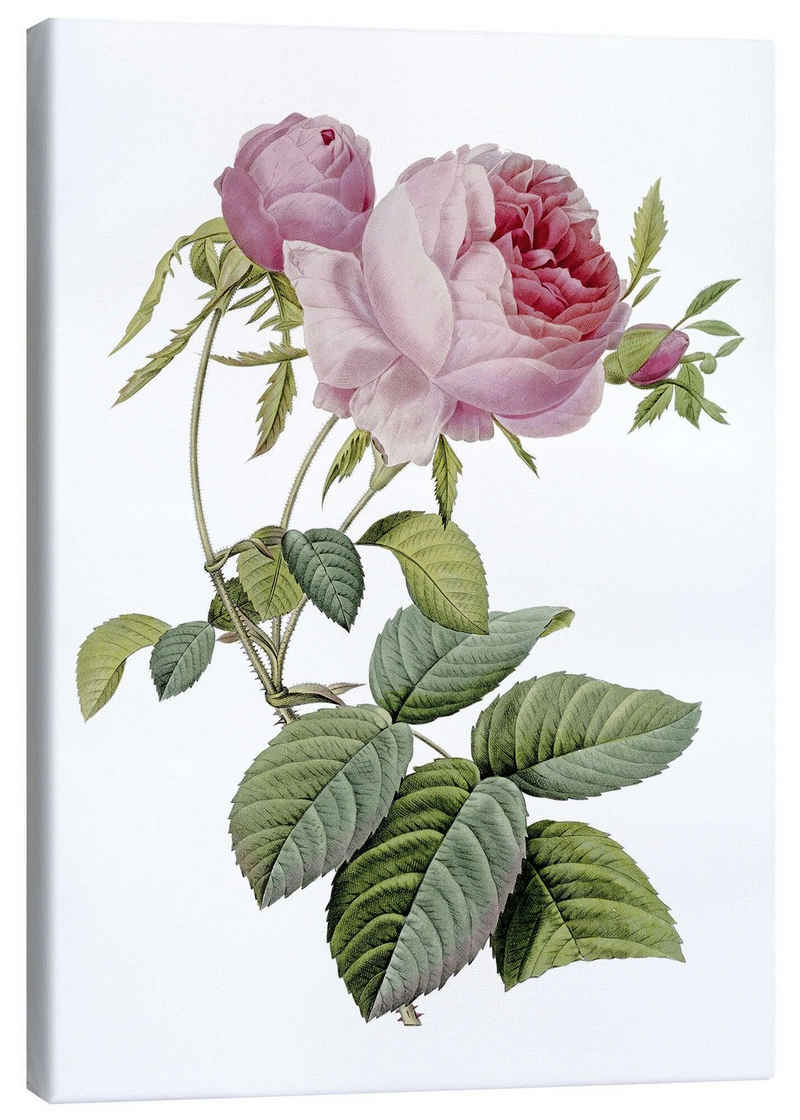 Posterlounge Leinwandbild Pierre Joseph Redouté, Rose, Landhausstil Malerei