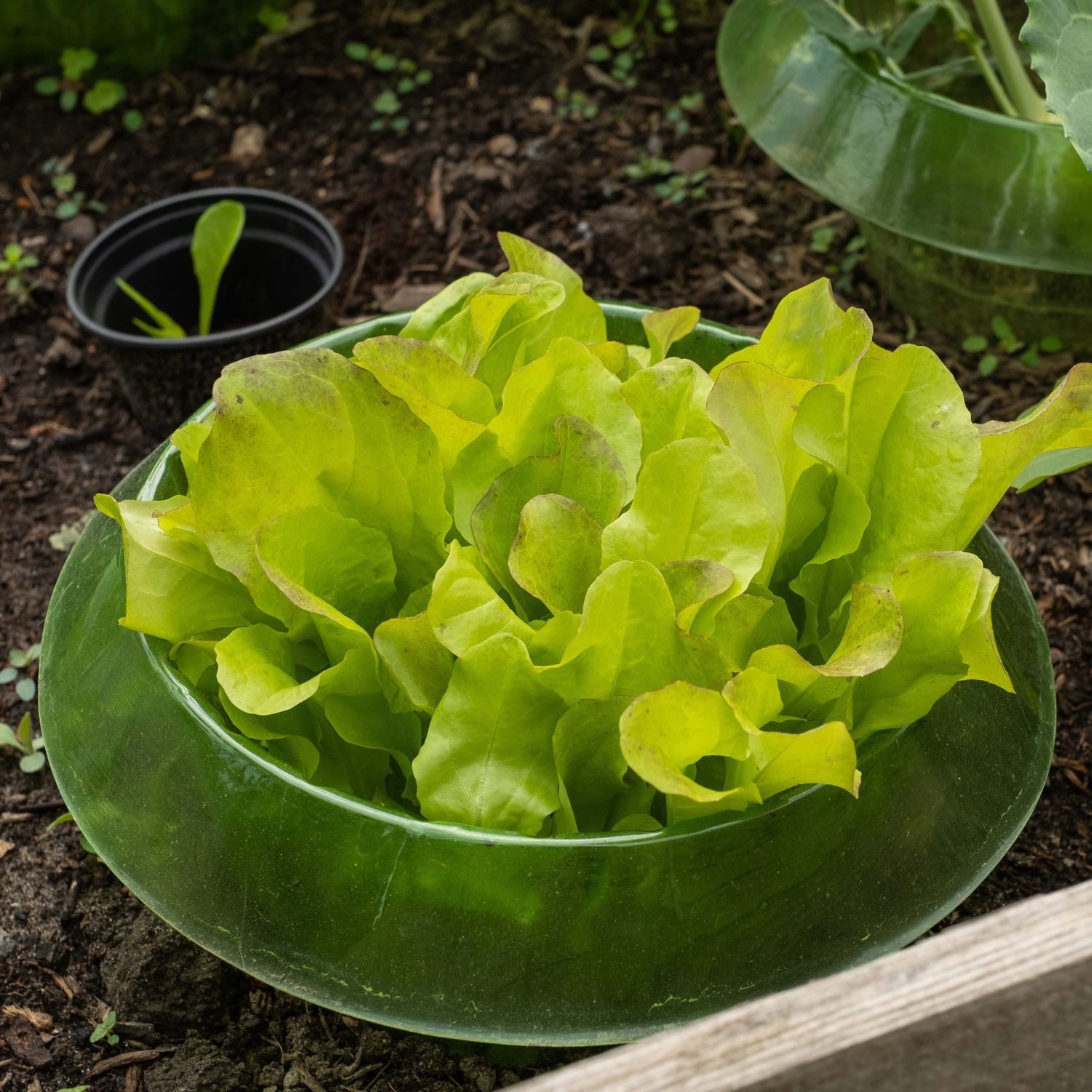 BURI Schneckenkante 10x Schneckenschutzringe Schneckenschutz Schneckenstopp Kunststoff