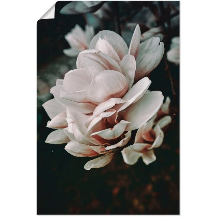 Artland Wandbild Magnolia II Blumen (1 St) als Alubild Leinwandbild Wandaufkleber oder Poster in versch. Größen