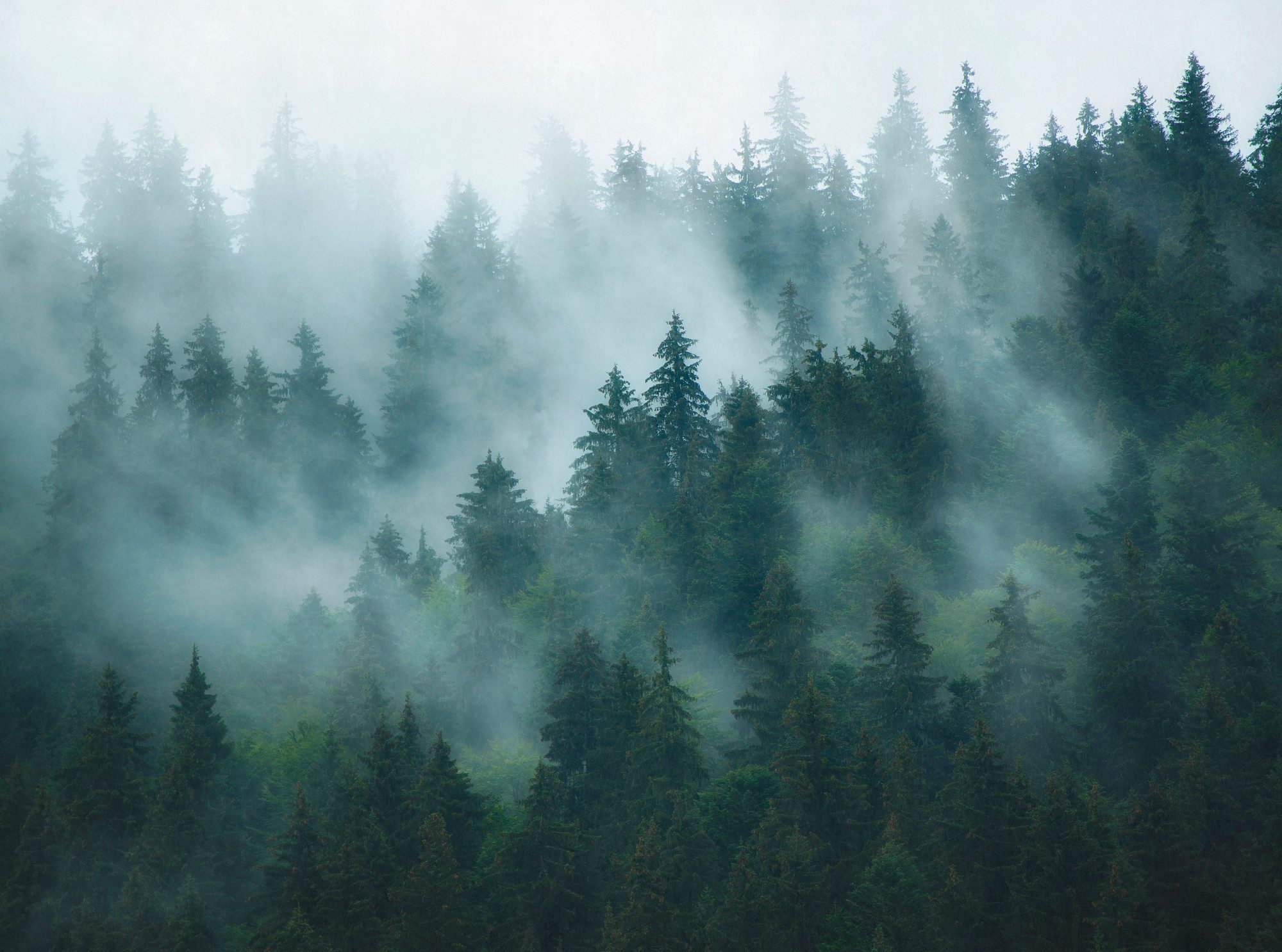 living walls Fototapete THE WALL III Landschaft Tapete Motivtapete Wald Wal günstig online kaufen