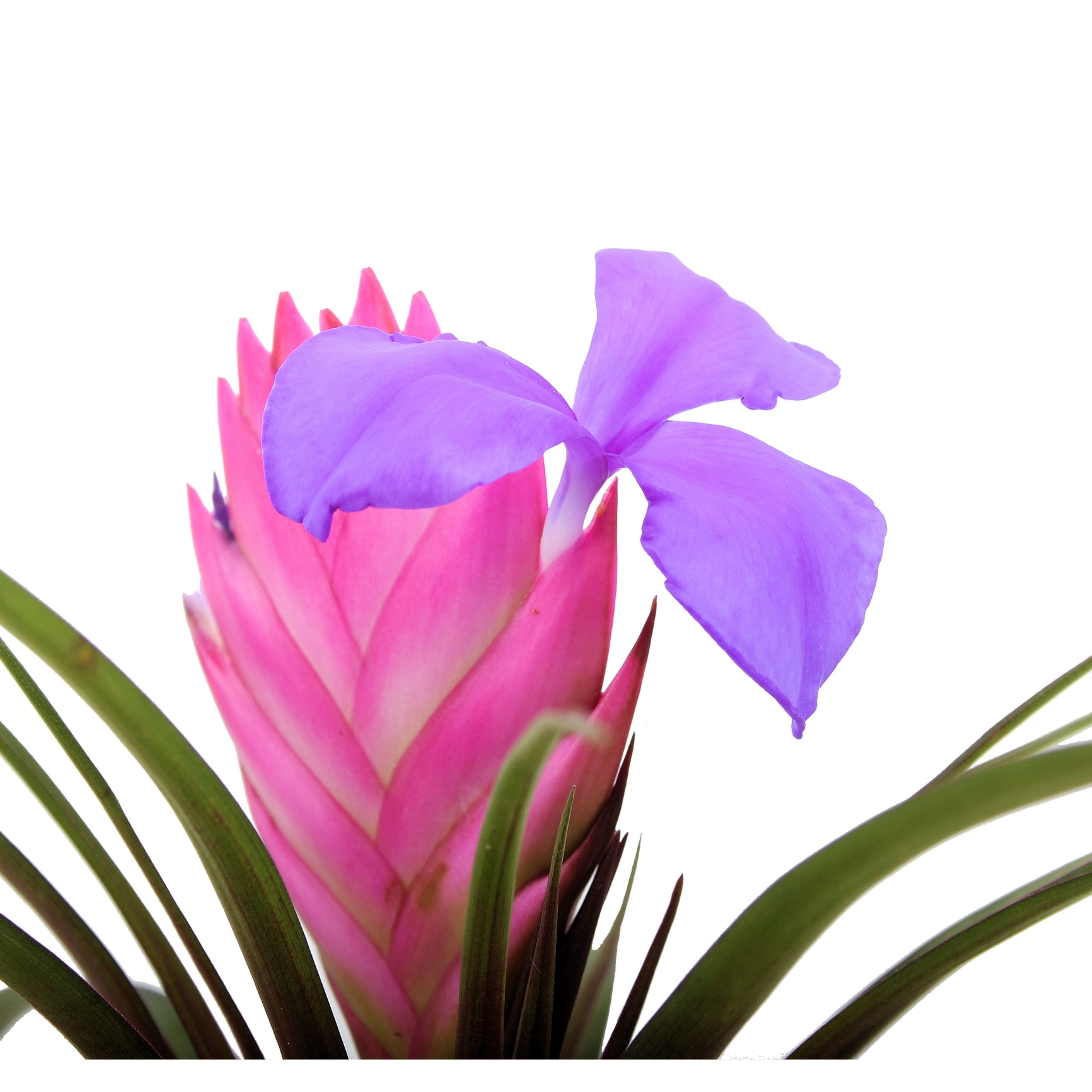Exotenherz Zimmerpflanze Tillandsia "Cyanea" - blühende Luftnelke - 7cm Topf - 15cm hoch – Bild 2 von 3