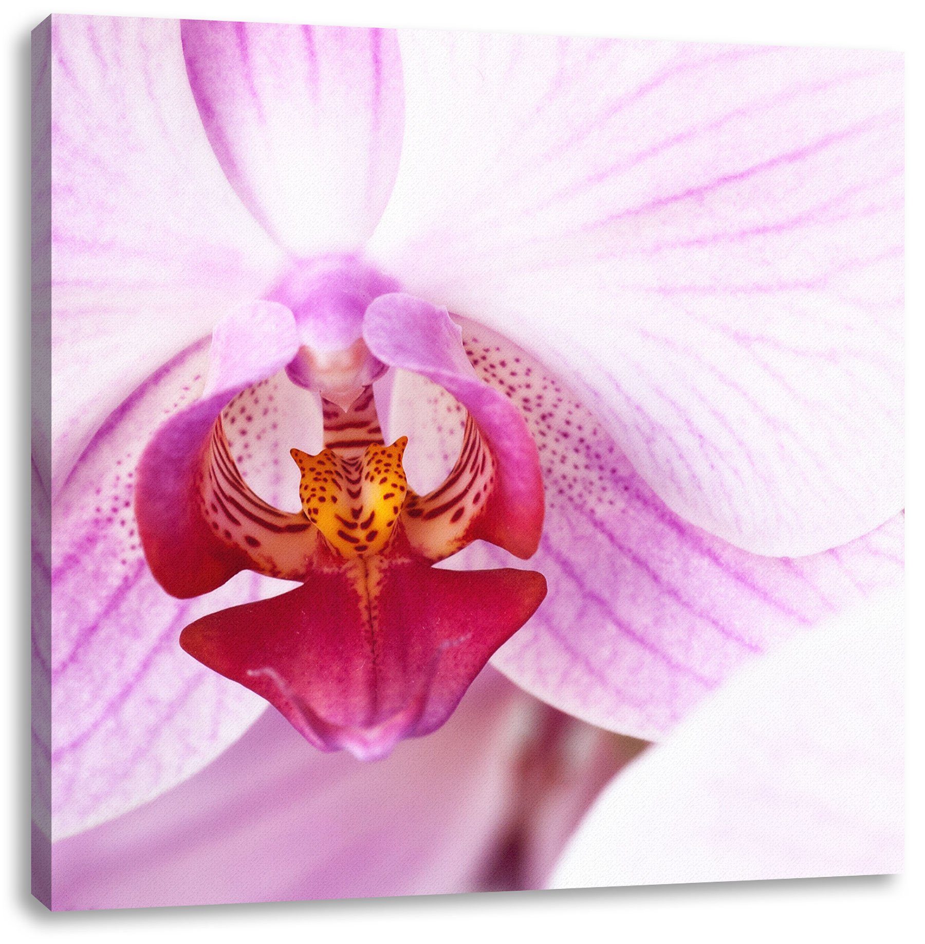 inkl. (1 bespannt, Pixxprint Zackenaufhänger Rosa Leinwandbild Prächtige Orchidee Rosa Prächtige Orchidee, Leinwandbild fertig St),