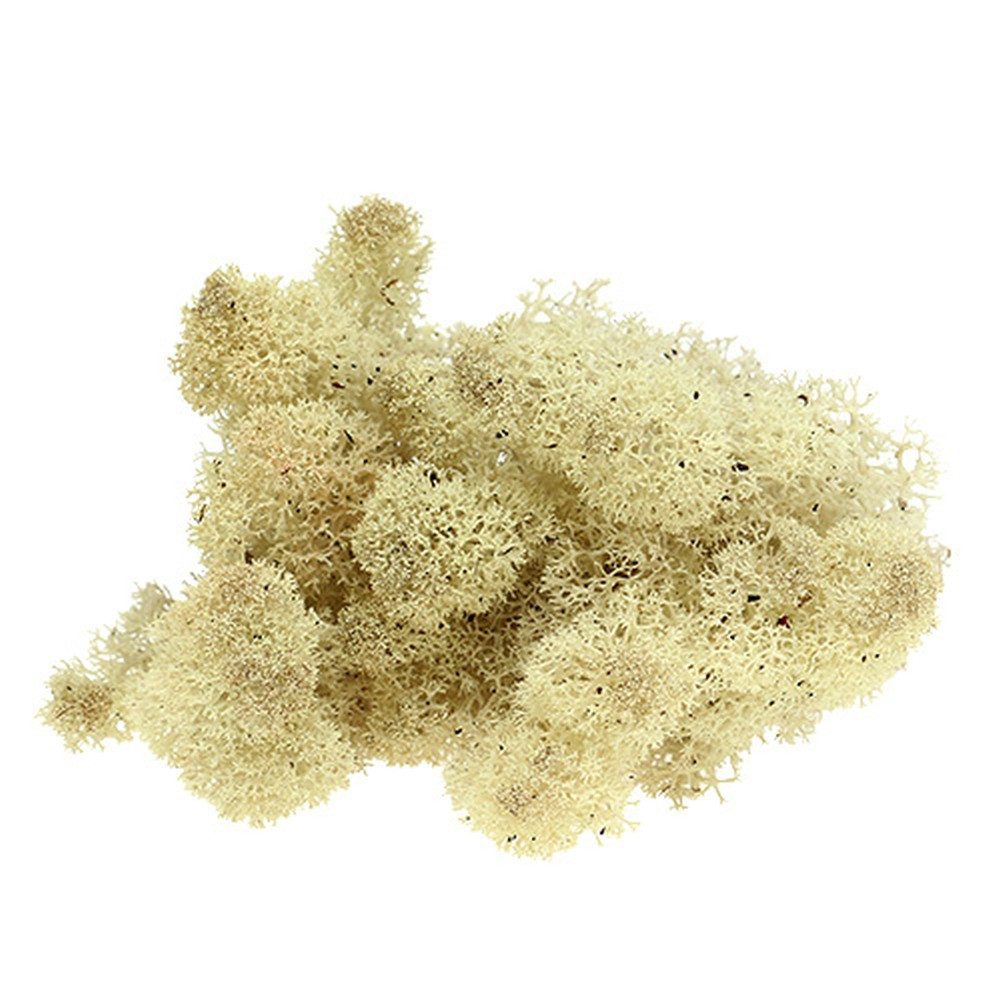 Bastelmoos Islandmoos Natur 400g - Dekomoos für Floristik, Modellbau &