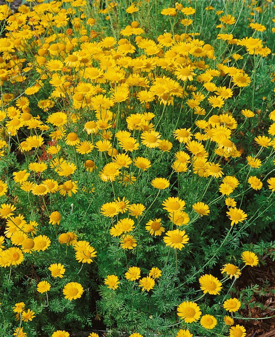 Pflanzen für Dich Staude Anthemis tinctoria 'Kelwayi', 1 St., Färberkamille, Färber-Hundskamille