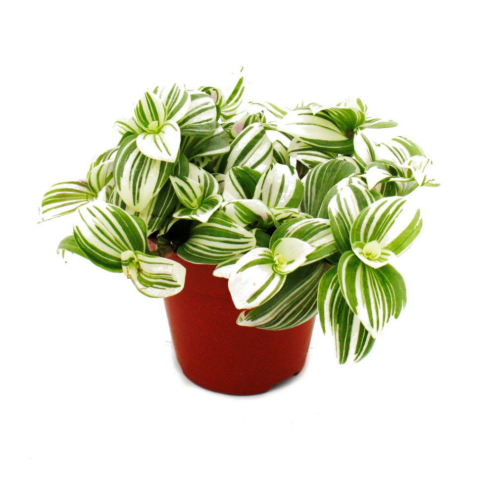 Exotenherz Zimmerpflanze Dreimasterblume Tradescantia zebrina Brightness 12m Topf weiss