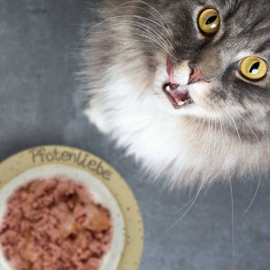 Pfotenliebe Schnupperpaket für Katzen, Nassfutter für: Katzen