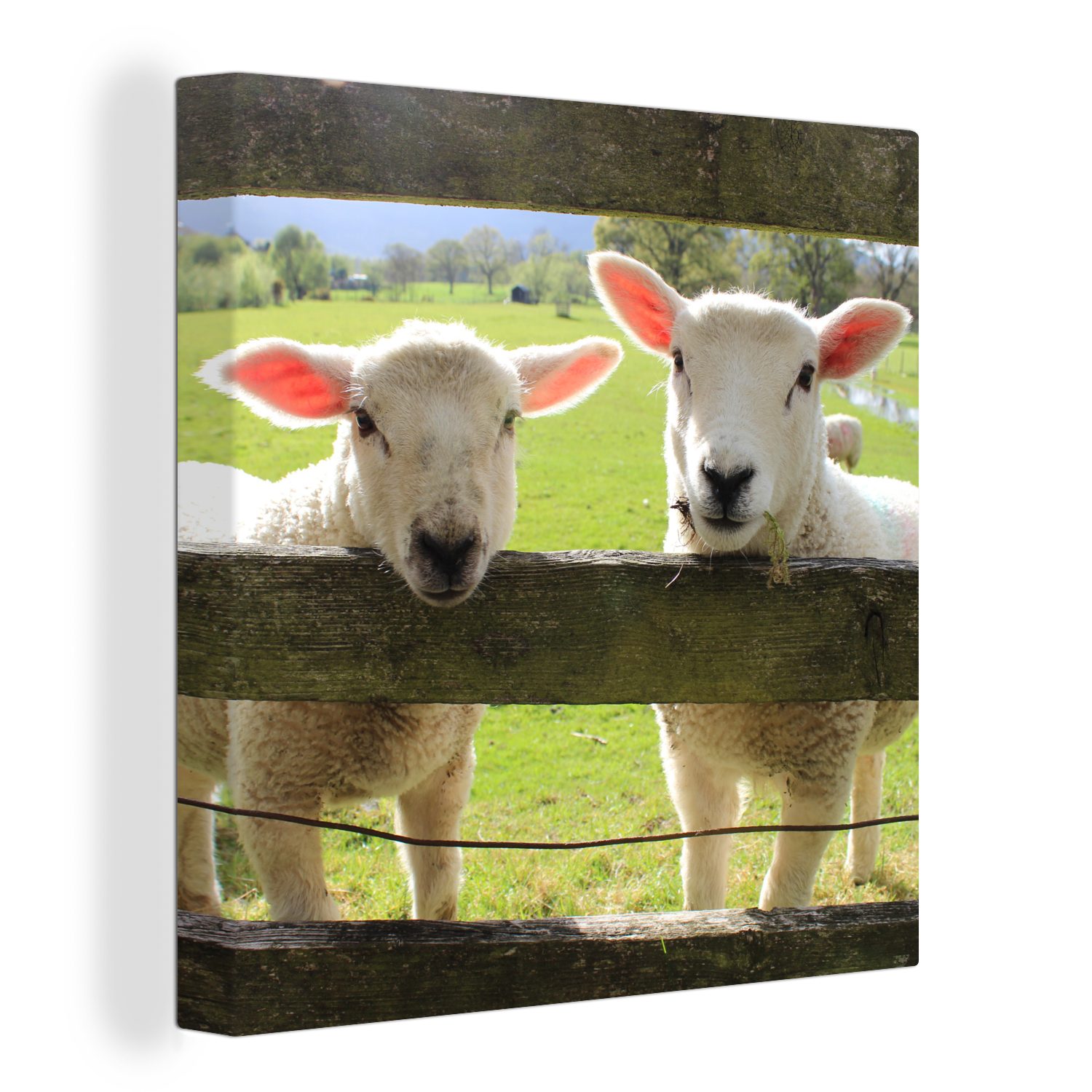 OneMillionCanvasses® Leinwandbild Schaf - Holz - Lamm, (1 St), Leinwand Bilder für Wohnzimmer Schlafzimmer