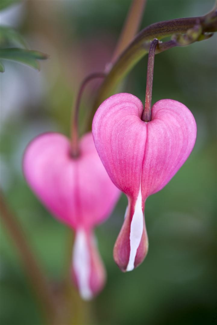 Pflanzen für Dich Staude Dicentra spectabilis, 1 St., Tränendes Herz, Herzblume – Bild 3 von 5