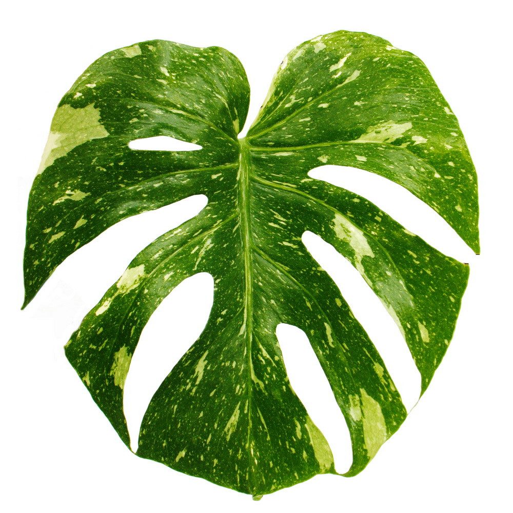 Exotenherz Zimmerpflanze Monstera Thai-Constellation gemustertes Fensterbla günstig online kaufen