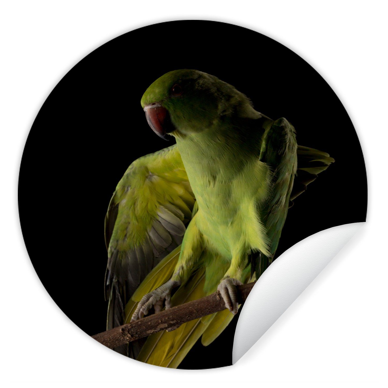 MuchoWow Wandsticker Papagei - Vogel - Zweig (1 St), Tapetenkreis für Kinderzimmer, Tapetenaufkleber, Rund, Wohnzimmer
