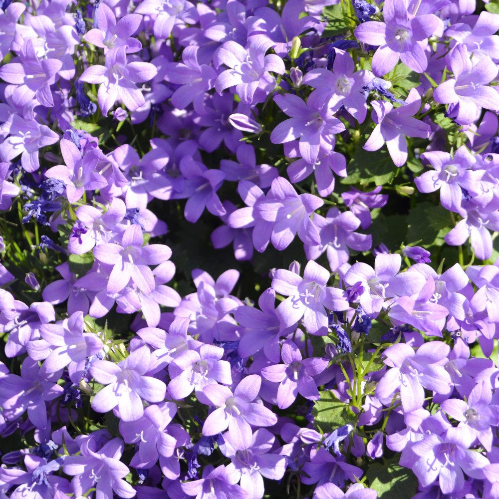 NatureNest Kübelpflanzen Glockenblume, Set 3 Pflanzen, Campanula portenschlagiana, Bodendecker