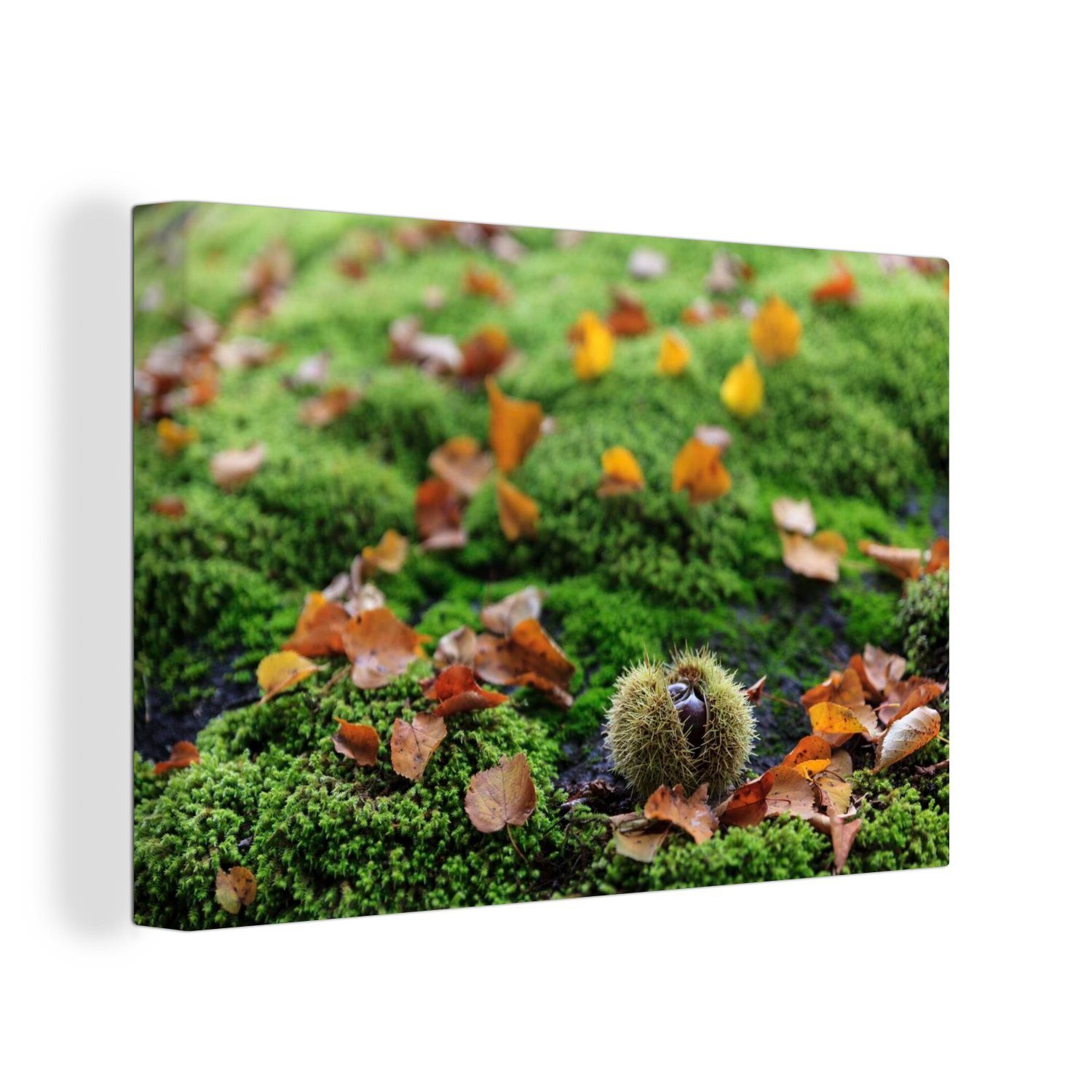 OneMillionCanvasses® Leinwandbild Grüner Waldboden mit den herbstlichen Farben der Edelkastanien, (1 St), Wandbild Leinwandbilder, Aufhängefertig, Wanddeko, 30x20 cm