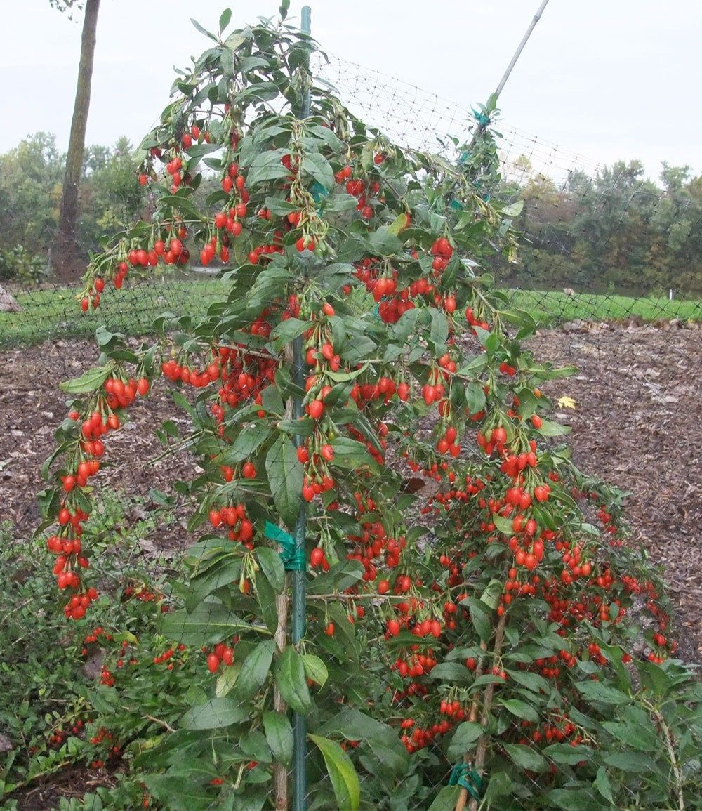 BALDUR Garten Obstpflanze Goji 'Sweet Lifeberry®', 1 St., Süß, ertragreich, winterhart, mehrjährig, pflegeleicht