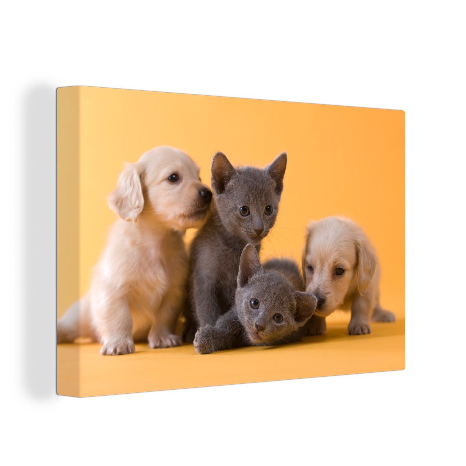 OneMillionCanvasses® Leinwandbild Welpe - Kätzchen - günstig online kaufen