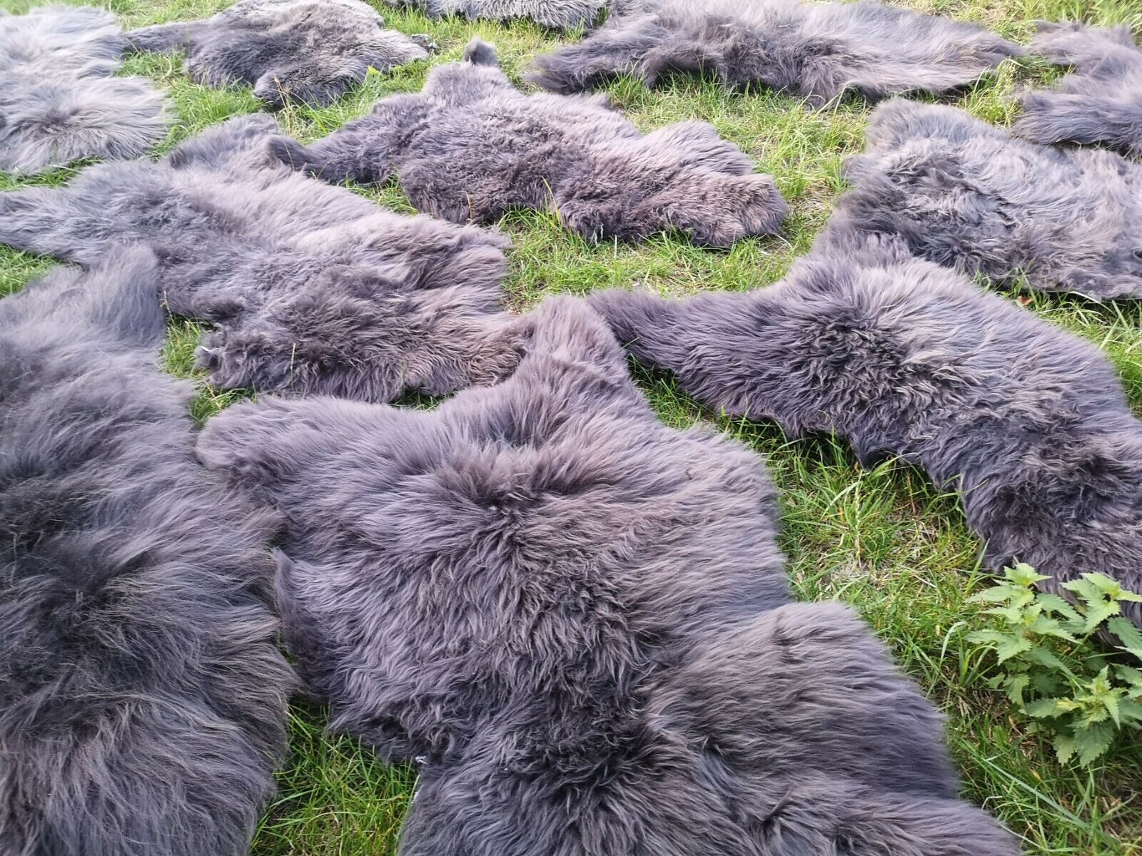 Provellus Fellteppich Öko Schaffell Lammfell Grau 2. Wahl Bis 140 cm Unikat günstig online kaufen