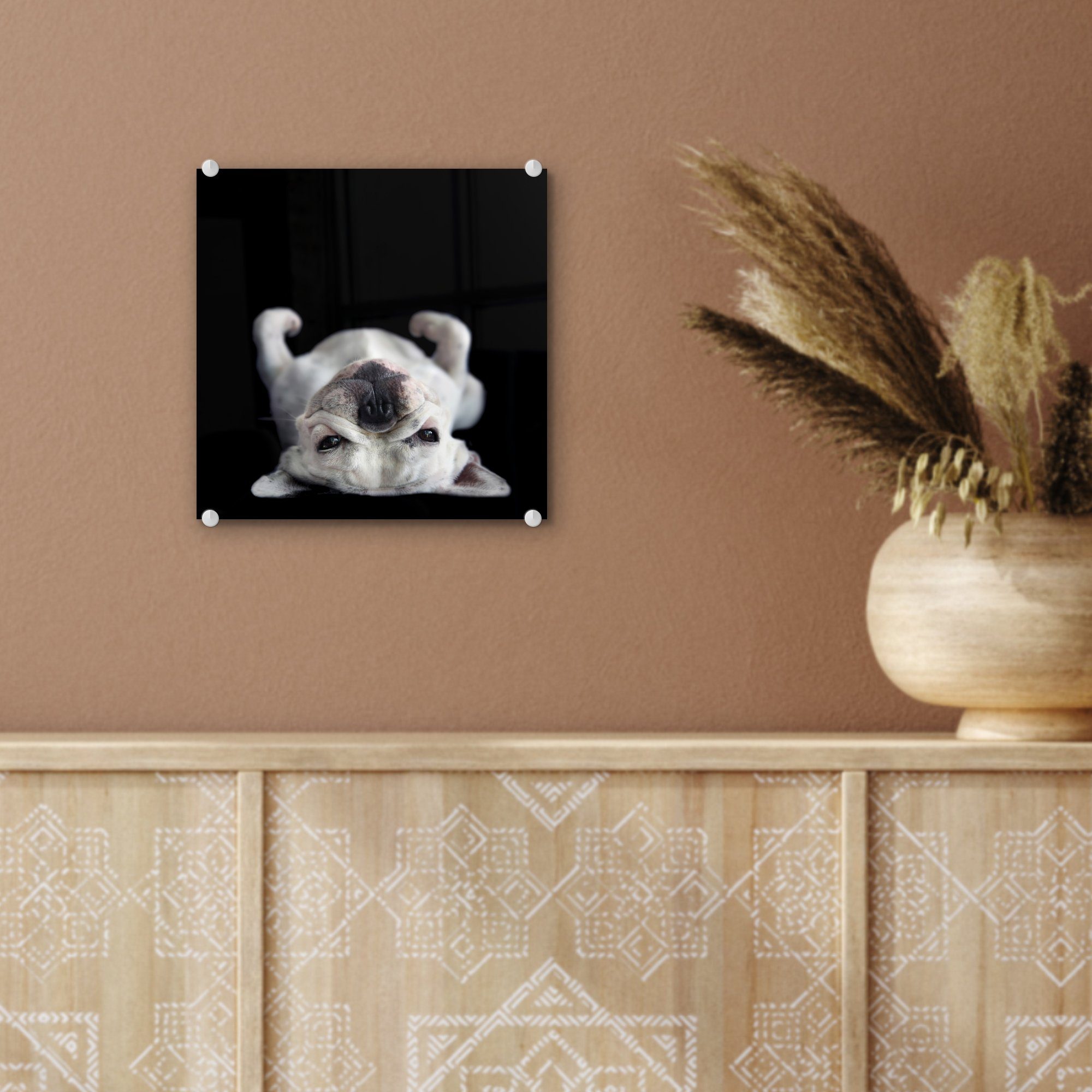 auf auf auf Bilder dem St), auf Acrylglasbild Wanddekoration Rücken Glasbilder (1 - Glas Glas Wandbild Hintergrund, - Bulldogge schwarzem - Foto liegend MuchoWow