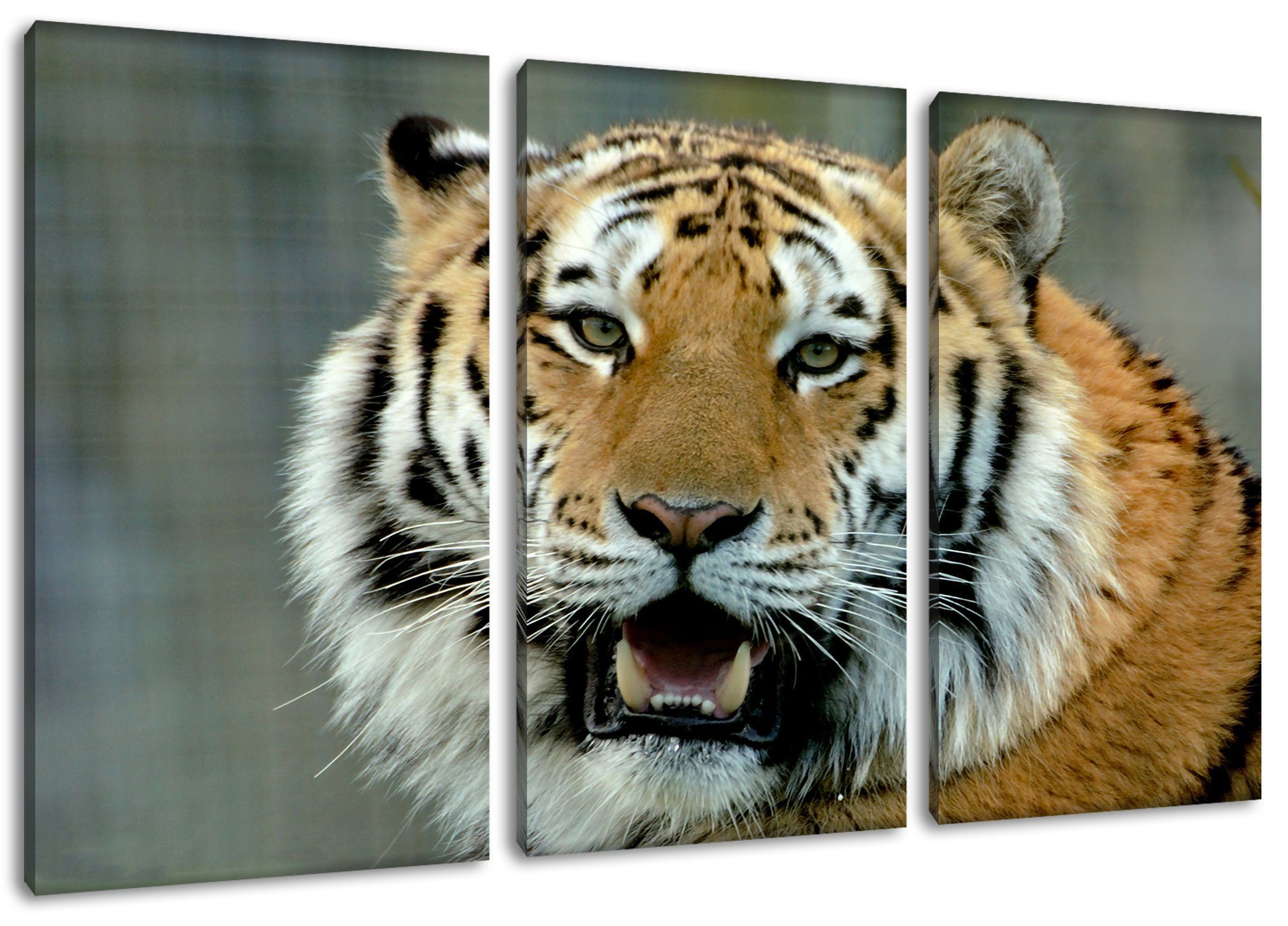 (1 mit Pixxprint Tiger Leinwandbild St), Leinwandbild (120x80cm) offenem Tiger Maul fertig offenem Zackenaufhänger 3Teiler inkl. bespannt, Maul, mit