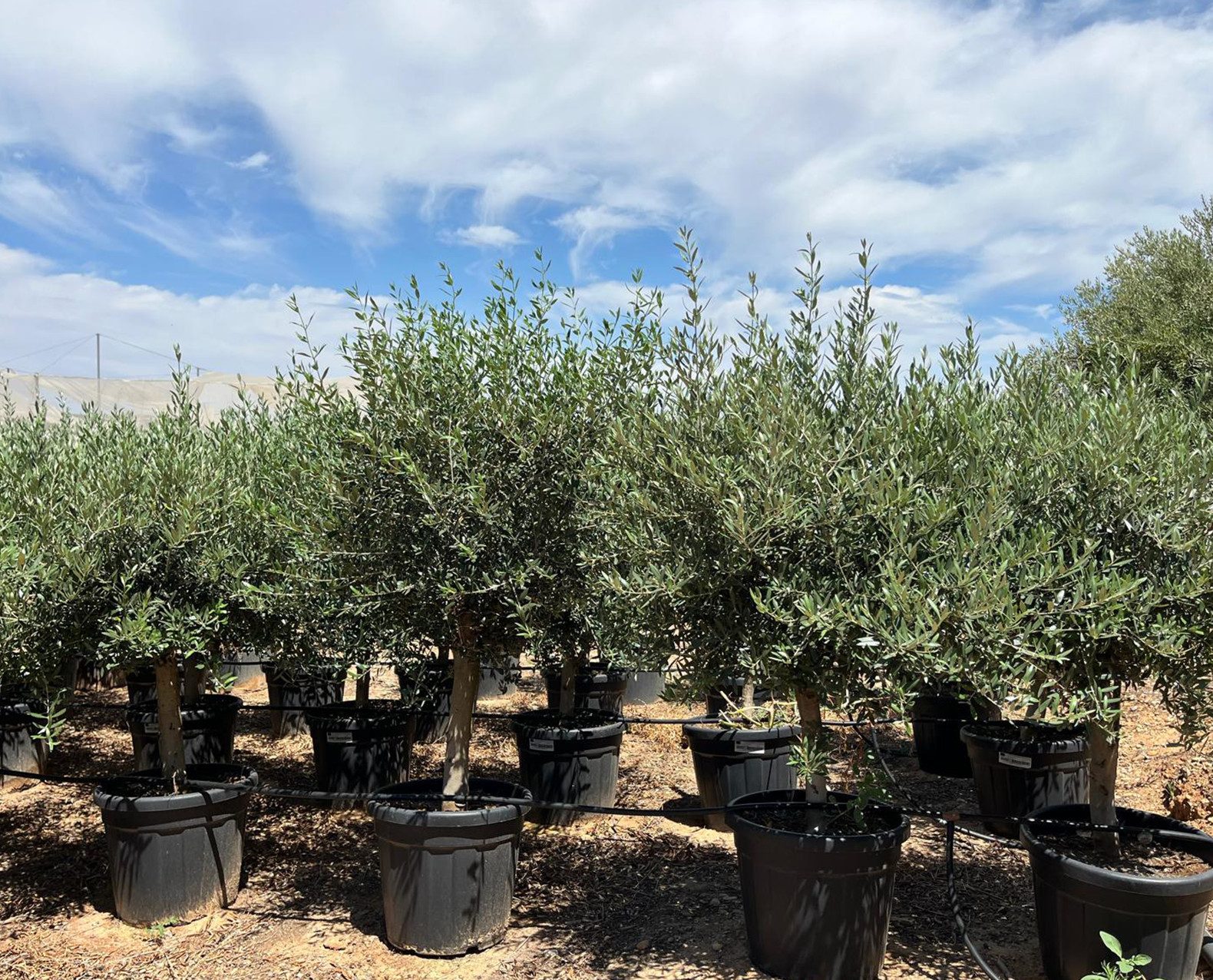 Palms-Store Olivenbaum Olea Europaea "Picual" mit dicken Stamm & Gesamthöhe ca.: 180cm, Winterhart bis –18 °C, Massiv & strukturiert