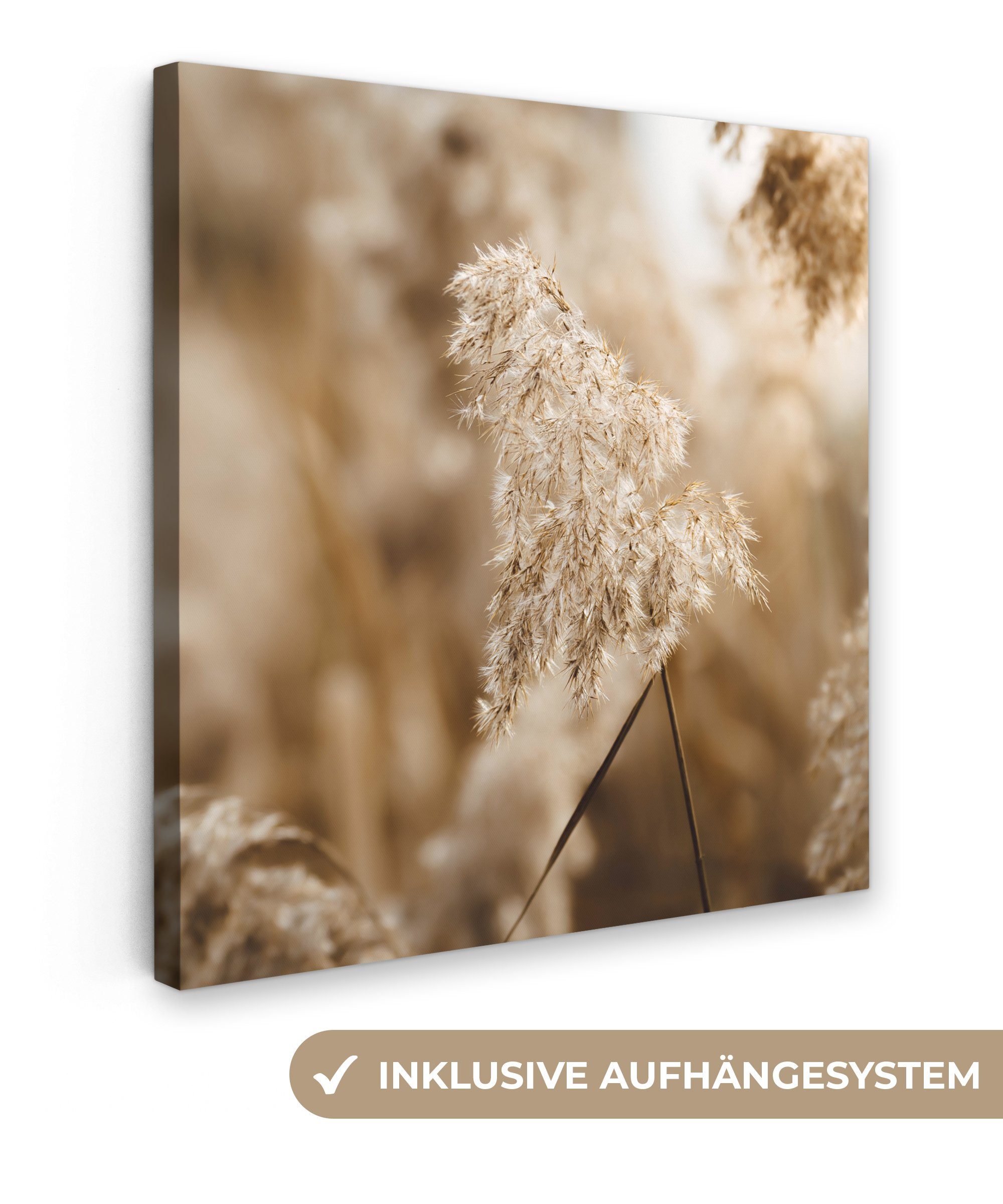 OneMillionCanvasses® Leinwandbild Schilfrohr - Pflanze - günstig online kaufen