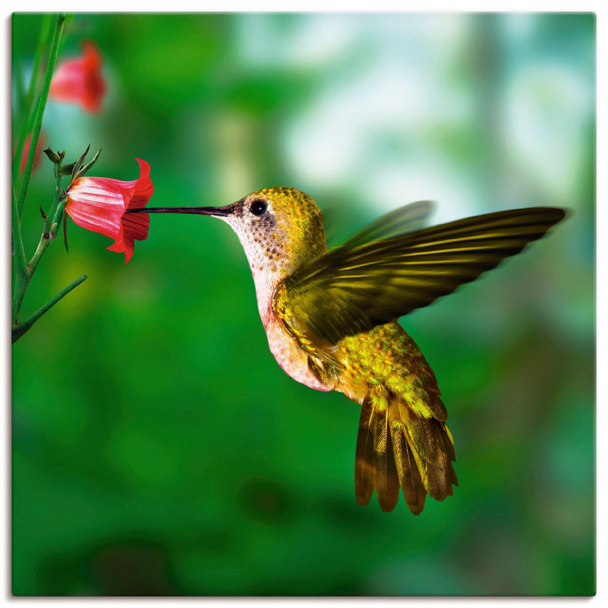 Artland Leinwandbild Kolibri, Vögel (1 St), auf Holzrahmen gespannt