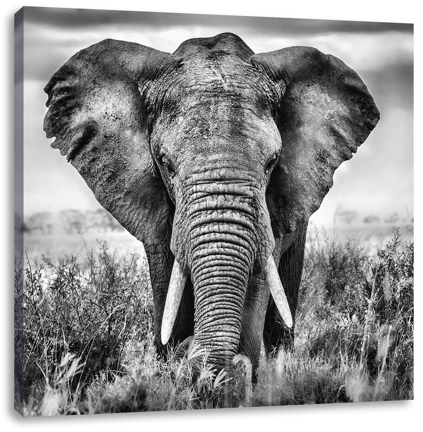 St), Leinwandbild Elefant Elefant, Leinwandbild Imposanter (1 inkl. bespannt, Imposanter fertig Zackenaufhänger Pixxprint