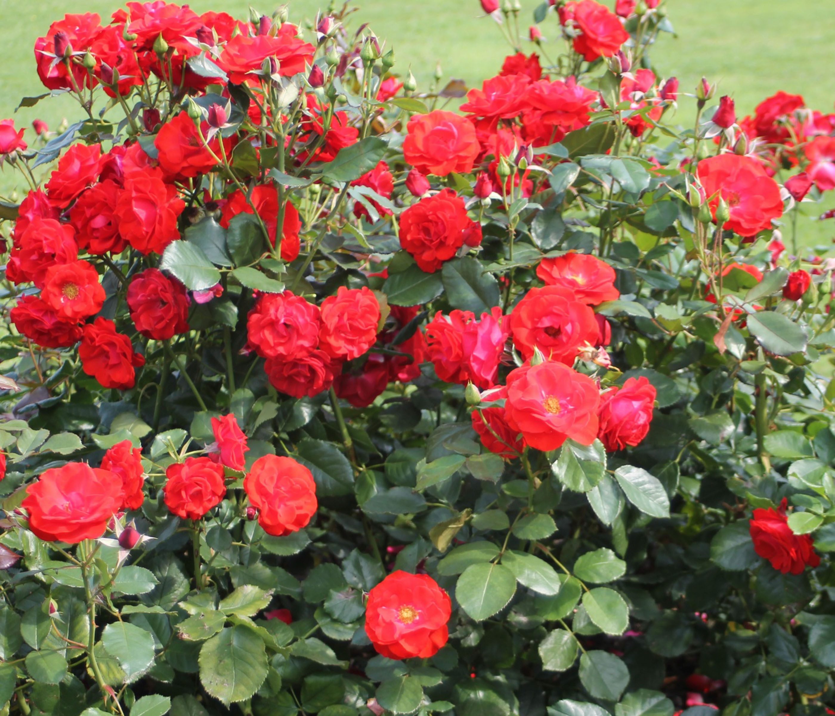 Dehner Rose Beetrose Montana®, rote Blüten, nicht duftend, halbgefüllt und groß, Züchter Tantau