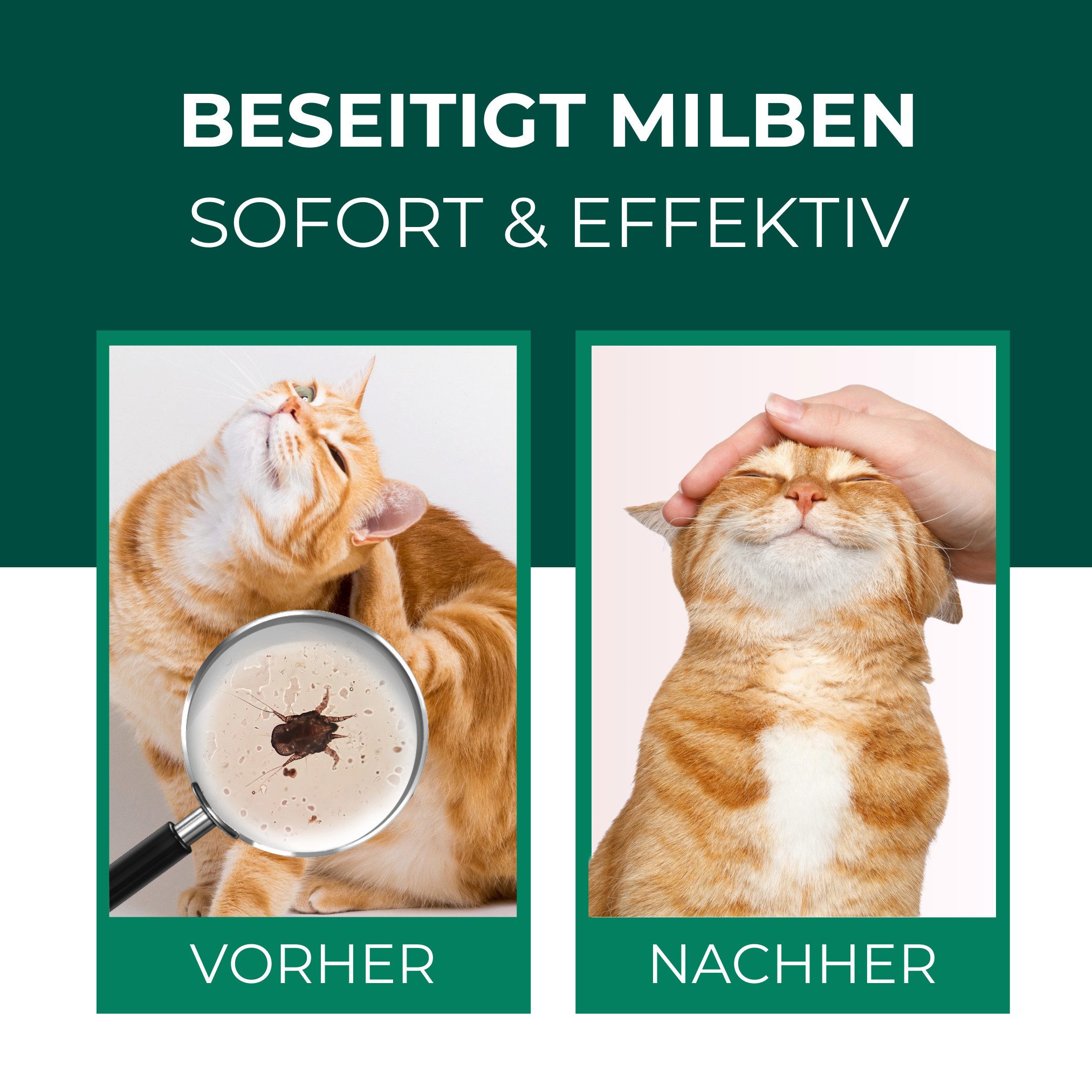 Silberkraft Insektenspray Silberkraft Milbenspray Katzen, gegen Grabmilben & Herbstgrasmilben, 500 ml, 1-St., Anti-Milben-Mittel für Katzenfell, Schlafplätze un – Bild 2 von 5