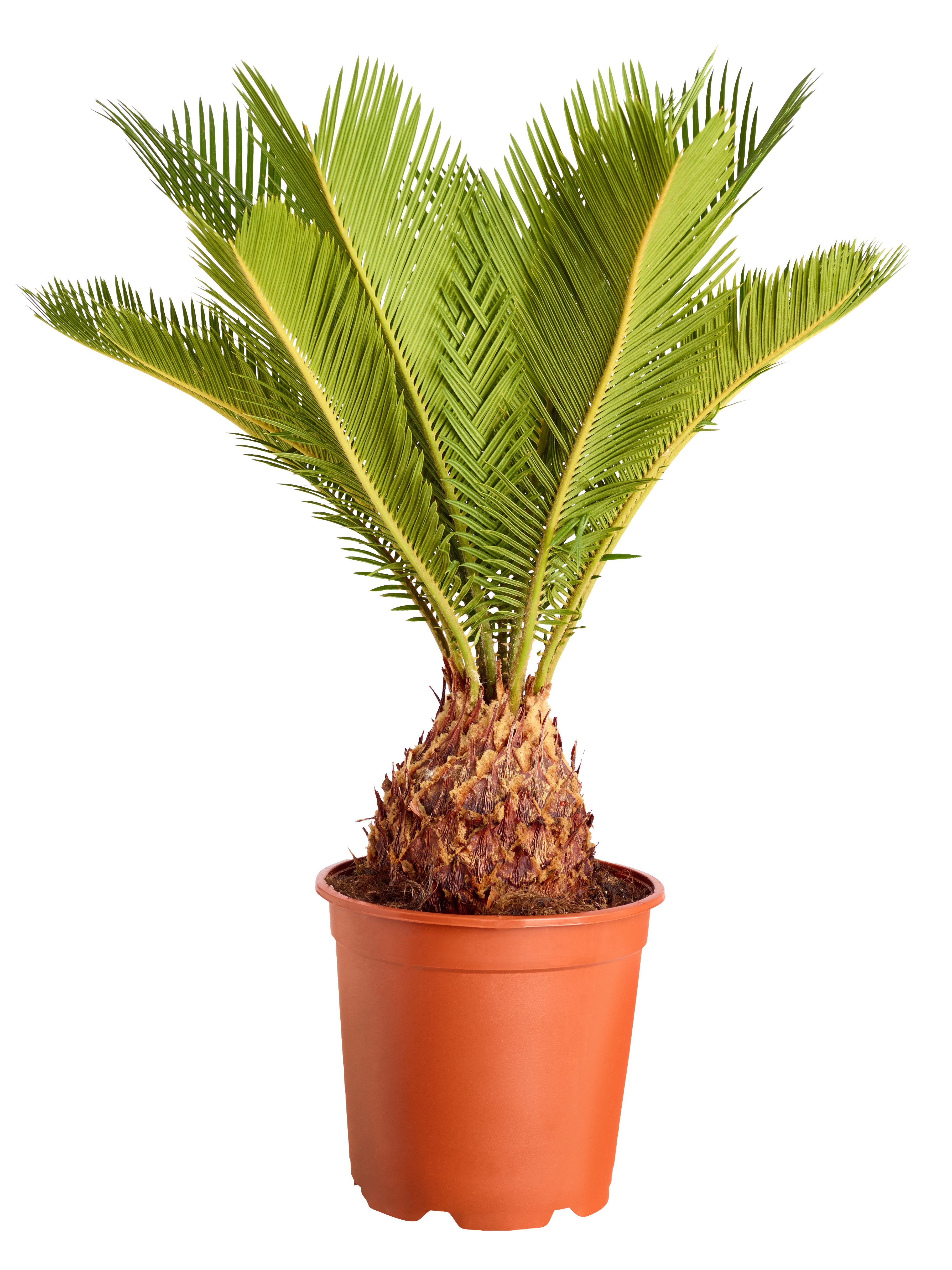 Dehner Zimmerpflanze Sagopalmfarn, Cycas revoluta, Urpflanze, Palmfarn mit großen, farnähnlichen, jedoch festen Blattwedeln